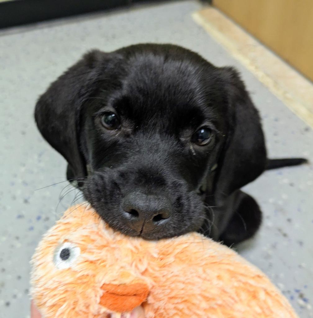 Ankylosaurus (Kylo), Adopted, Puppy Male Labrador Retriever & Coonhound.