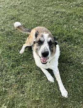 Mugs, an adoptable Border Collie, German Shepherd Dog in Winnipeg, MB, R2C 3A4 | Photo Image 3