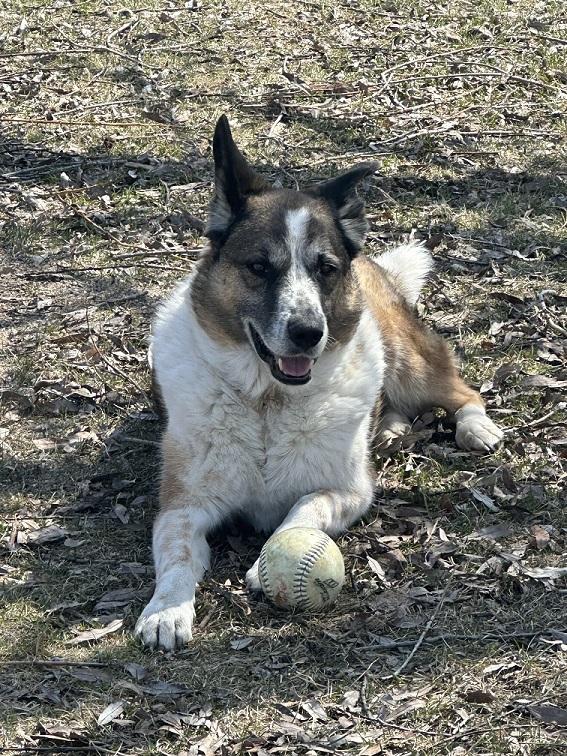 Mugs, an adoptable Border Collie, German Shepherd Dog in Winnipeg, MB, R2C 3A4 | Photo Image 5