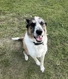 Mugs, an adoptable Border Collie, German Shepherd Dog in Winnipeg, MB, R2C 3A4 | Photo Image 4