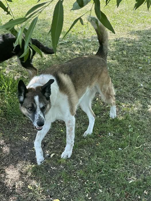 Mugs, an adoptable Border Collie, German Shepherd Dog in Winnipeg, MB, R2C 3A4 | Photo Image 1