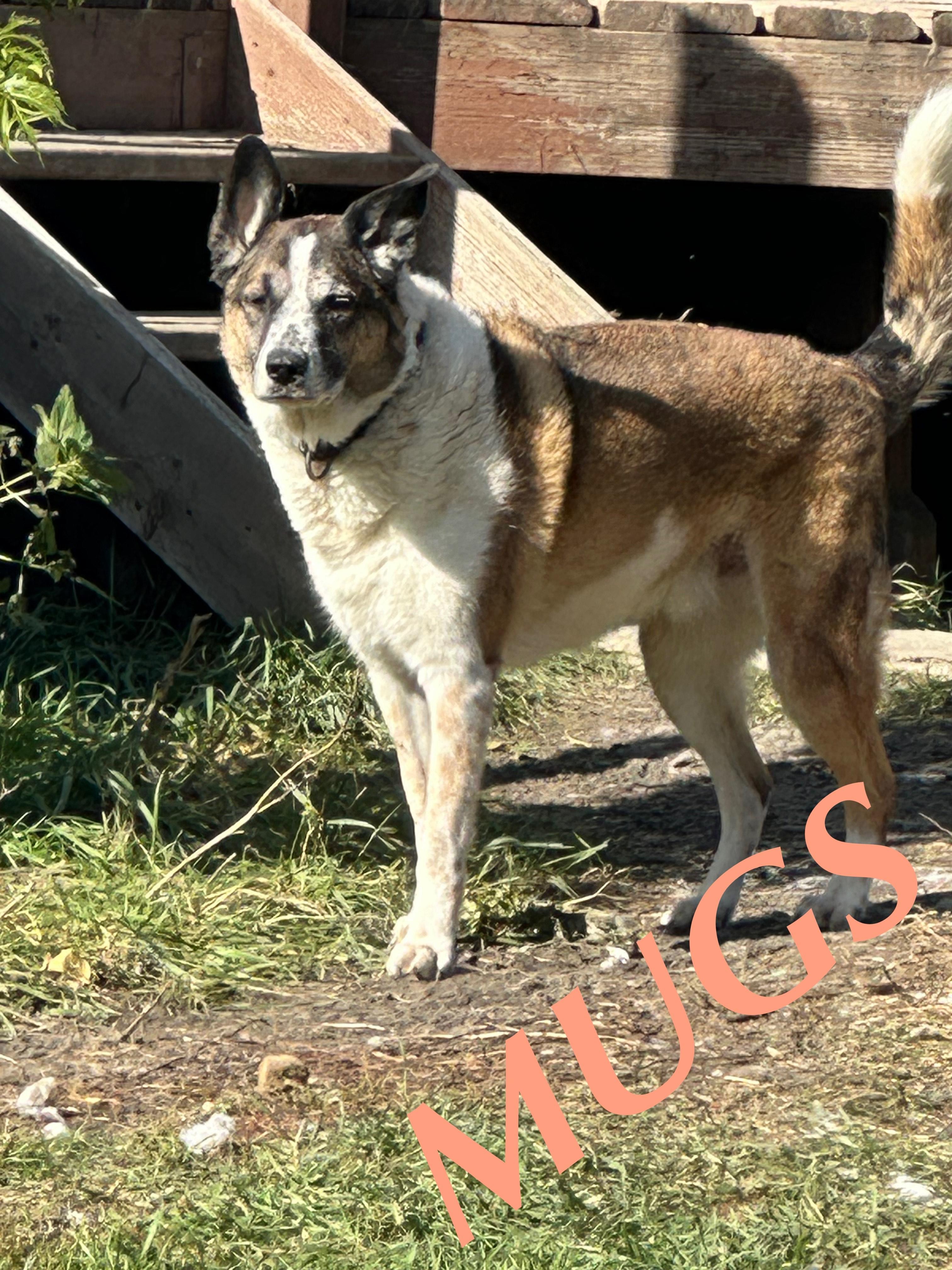 Mugs, an adoptable Border Collie, German Shepherd Dog in Winnipeg, MB, R2C 3A4 | Photo Image 1