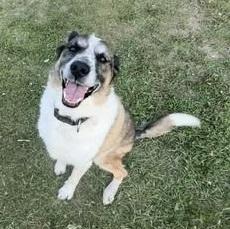 Mugs, an adoptable Border Collie, German Shepherd Dog in Winnipeg, MB, R2C 3A4 | Photo Image 2