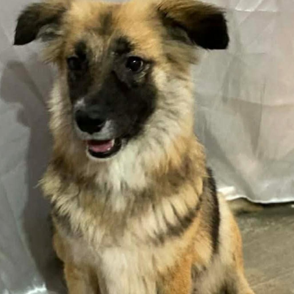 Enlarge Nala, a Adoptable Australian Shepherd in San Diego, CA image 2/6