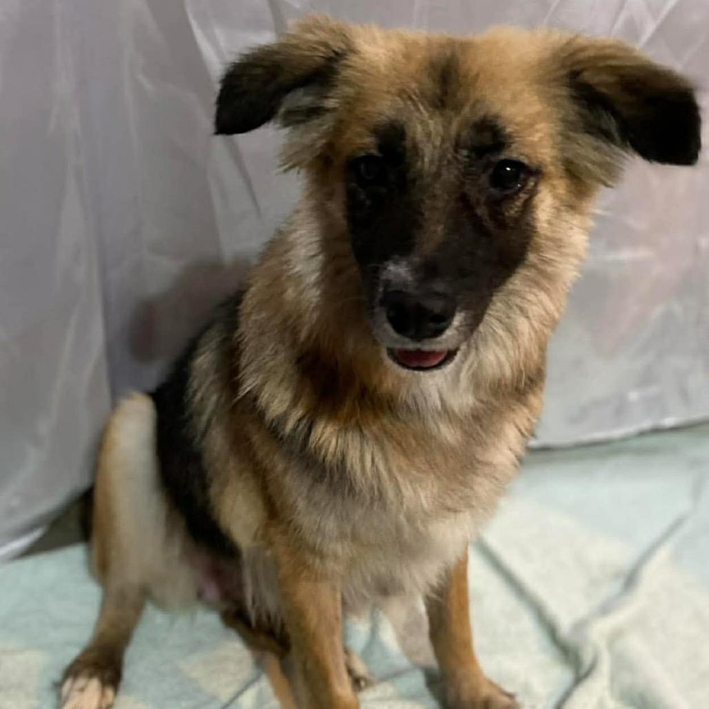 Enlarge Nala, a Adoptable Australian Shepherd in San Diego, CA image 3/6