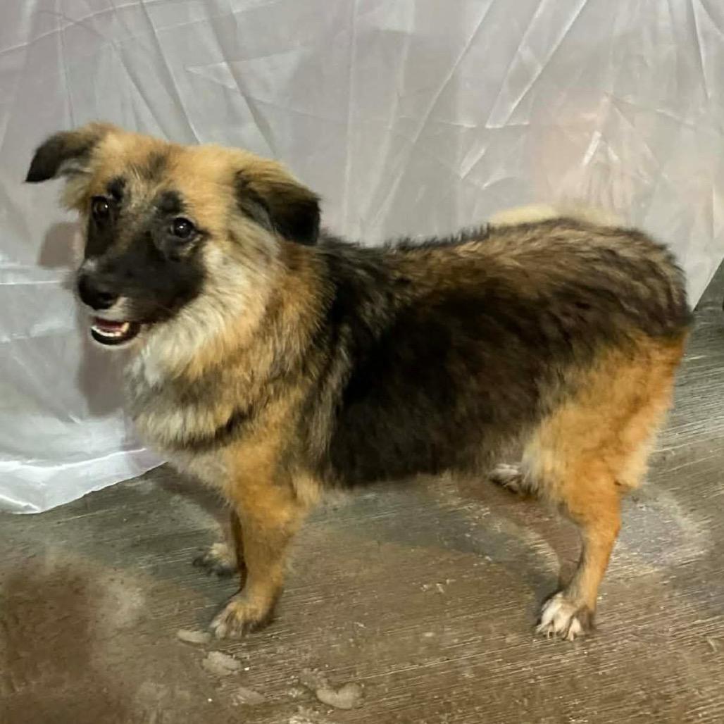 Enlarge Nala, a Adoptable Australian Shepherd in San Diego, CA image 4/6