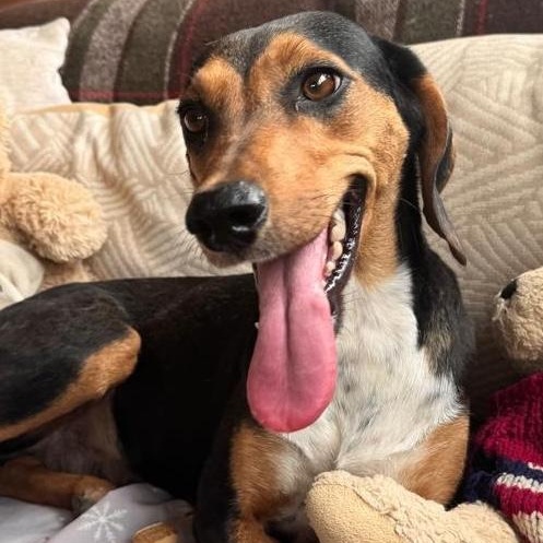 Adel, a ADOPTABLE mixed breed in Morristown, NJ image 1/6