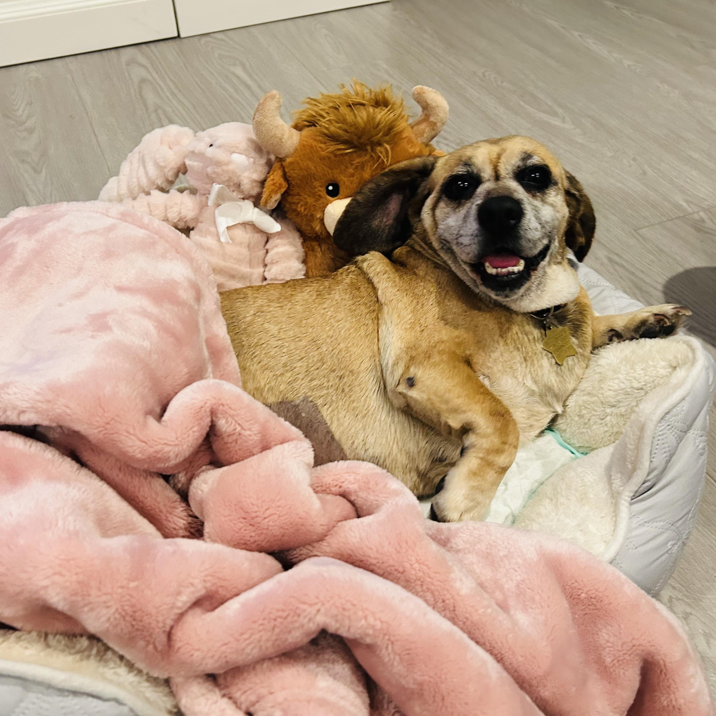 Beebop, ADOPTABLE, Senior Female Mixed Breed.