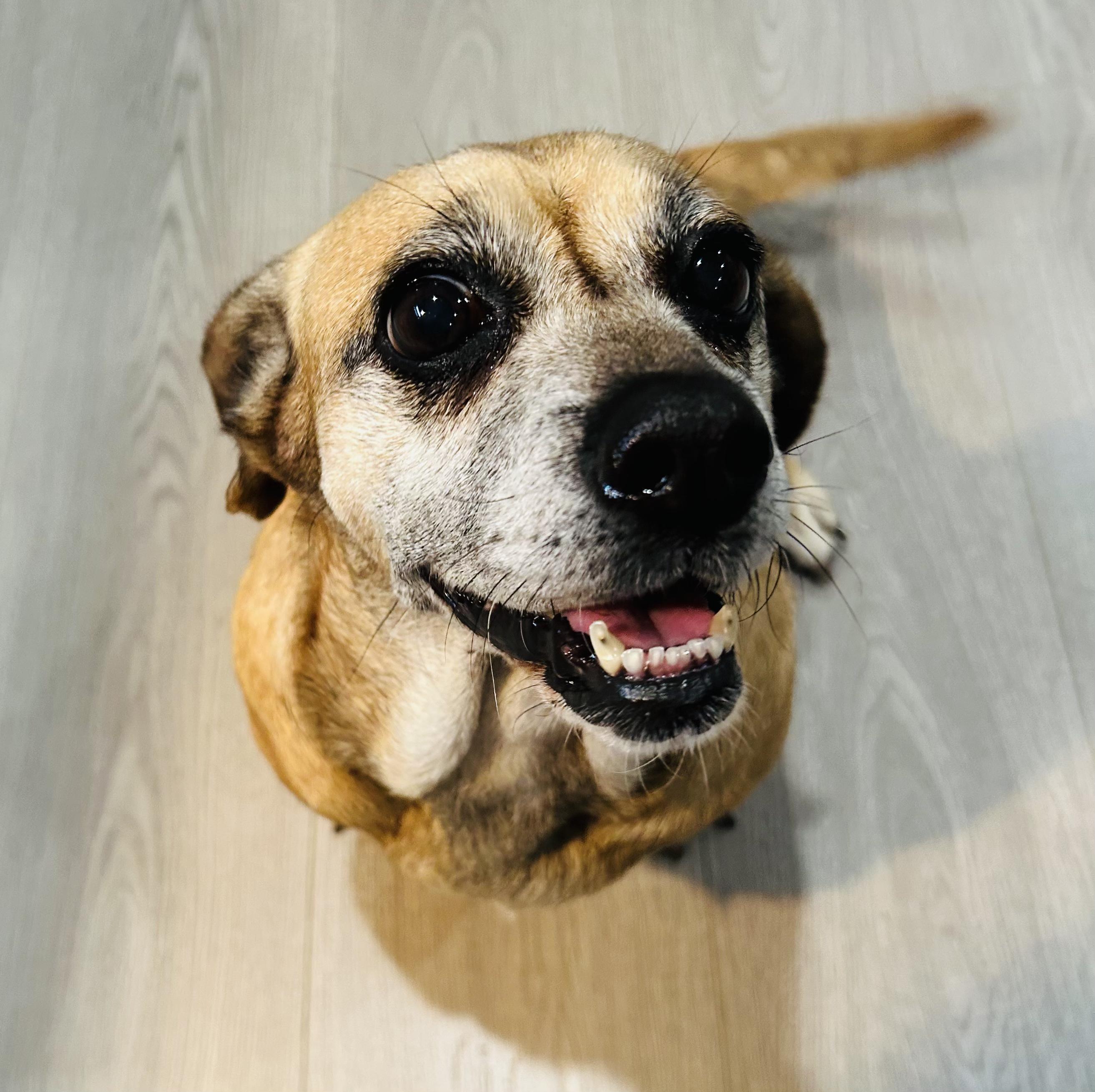 Beebop, a ADOPTABLE Mixed Breed in Los Angeles, CA image 5/5