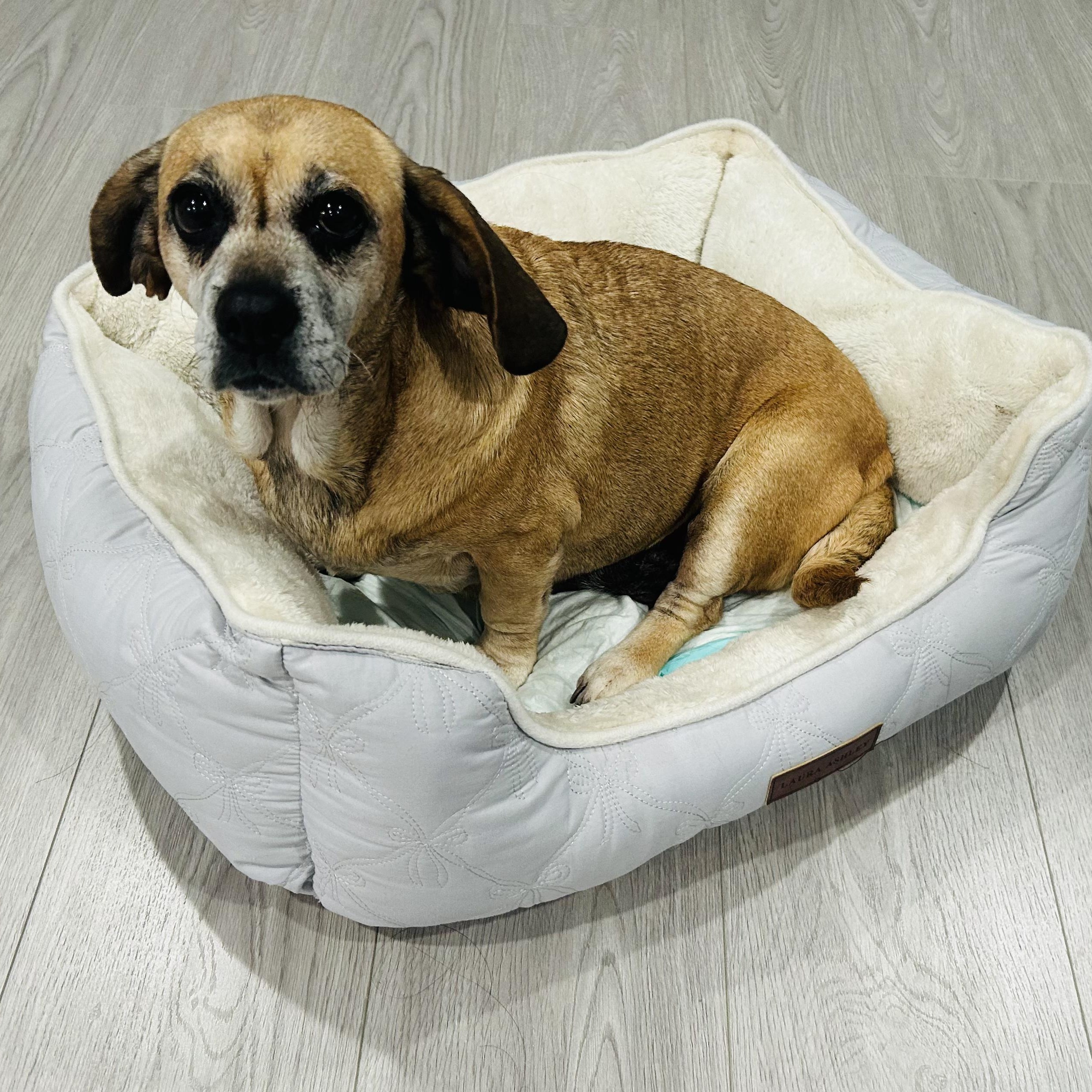 Beebop, a ADOPTABLE Mixed Breed in Los Angeles, CA image 3/5