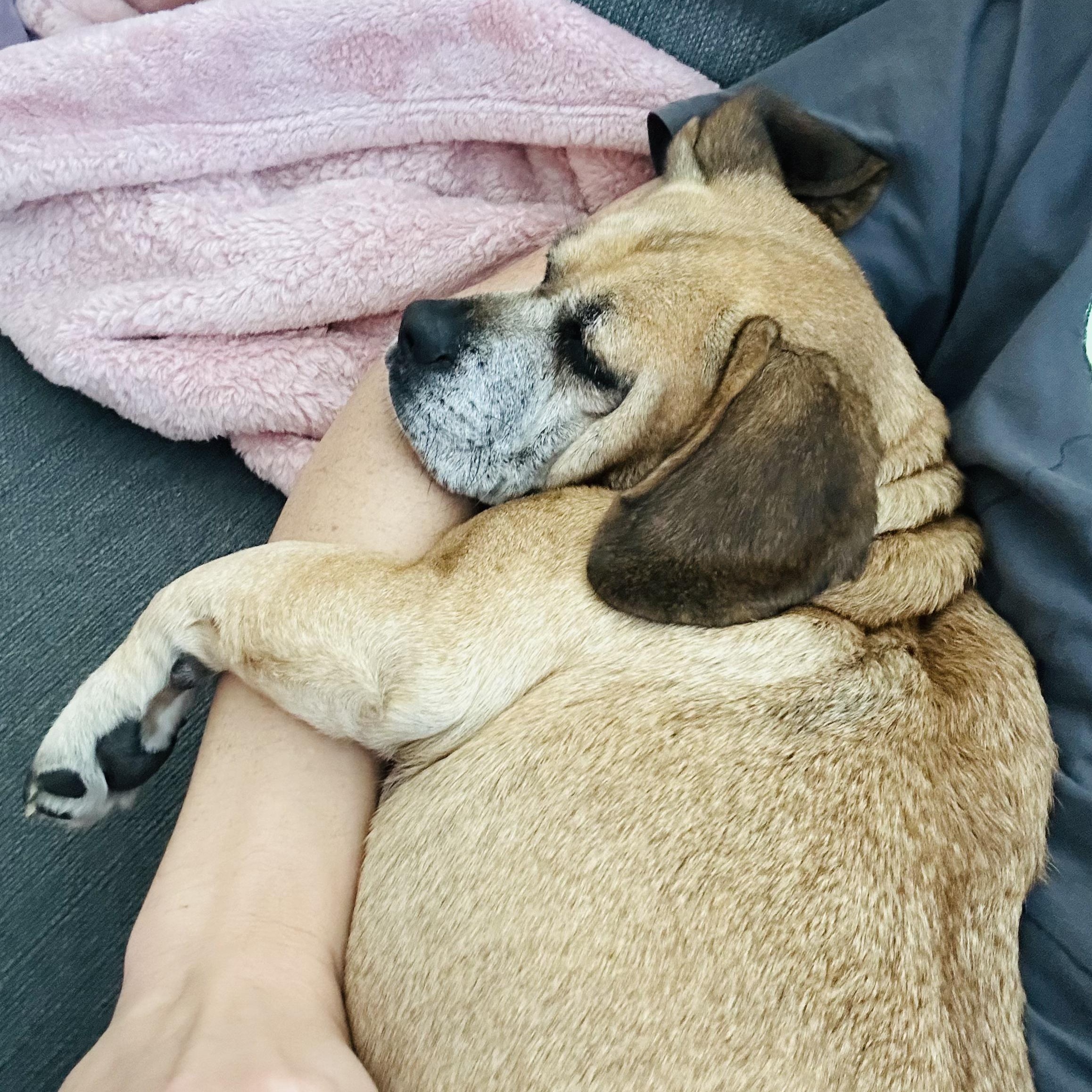 Beebop, a ADOPTABLE Mixed Breed in Los Angeles, CA image 4/5