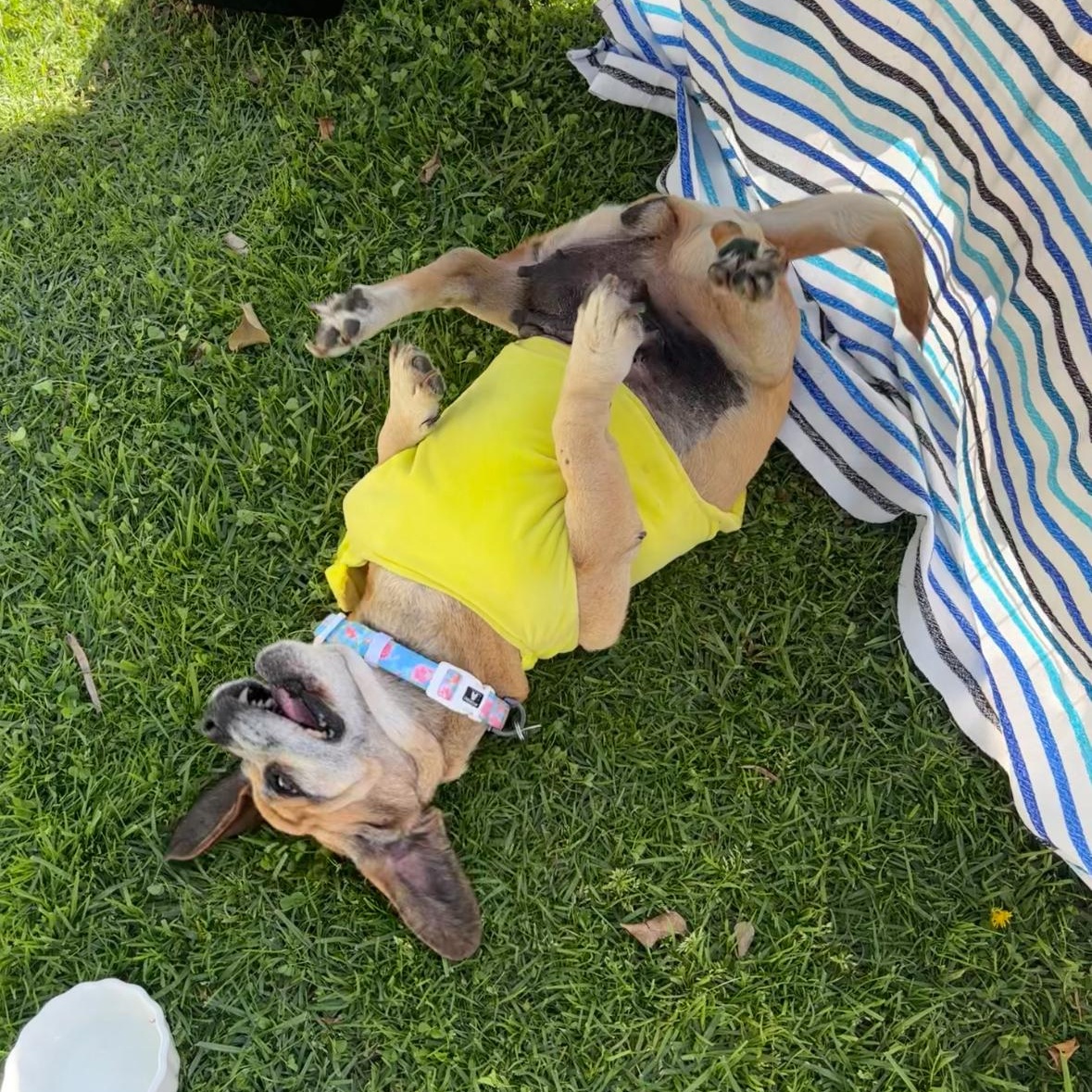 Beebop, a ADOPTABLE Mixed Breed in Los Angeles, CA image 2/5