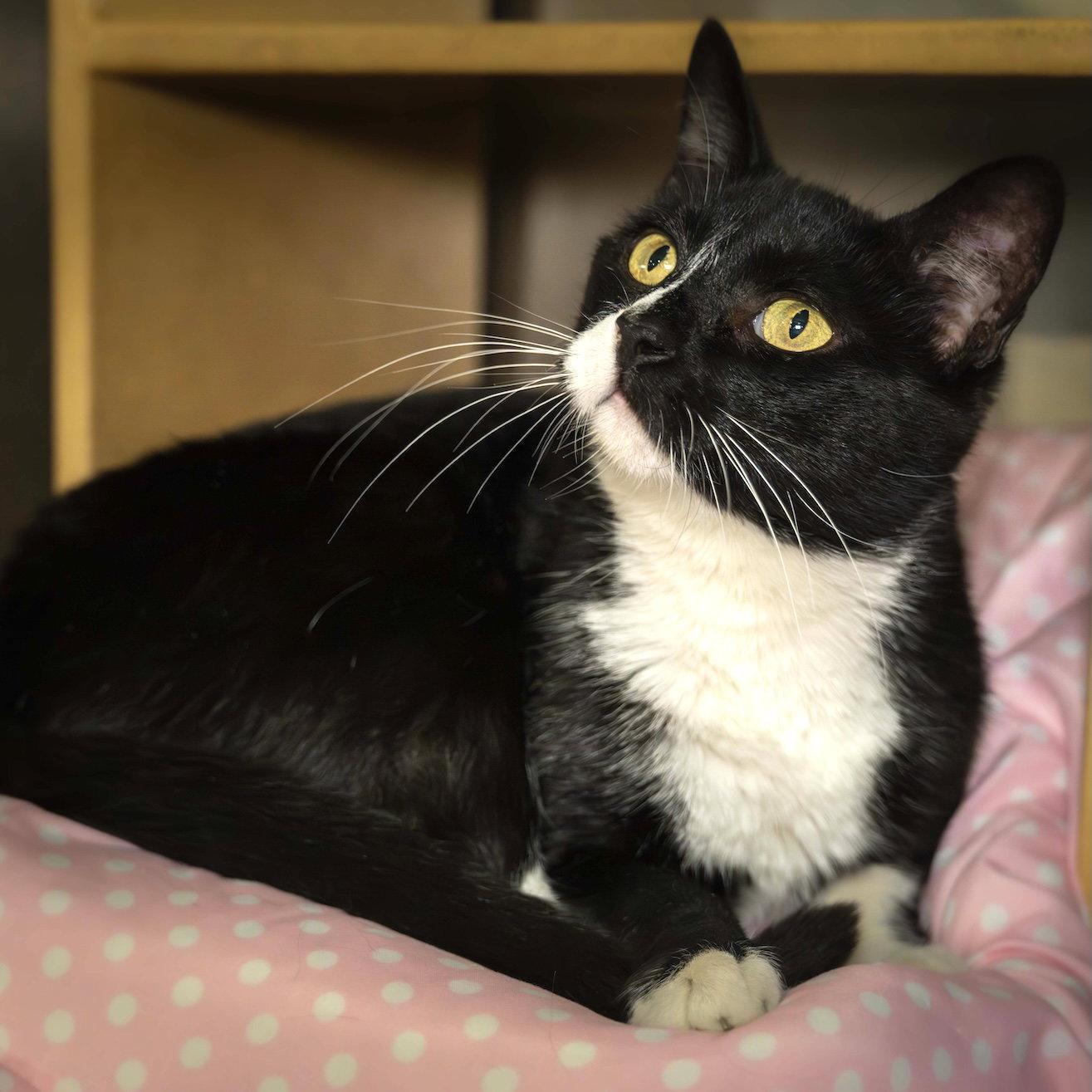 Enlarge Roman, a Adoptable Domestic Short Hair in Wilmington, NC image 1/1