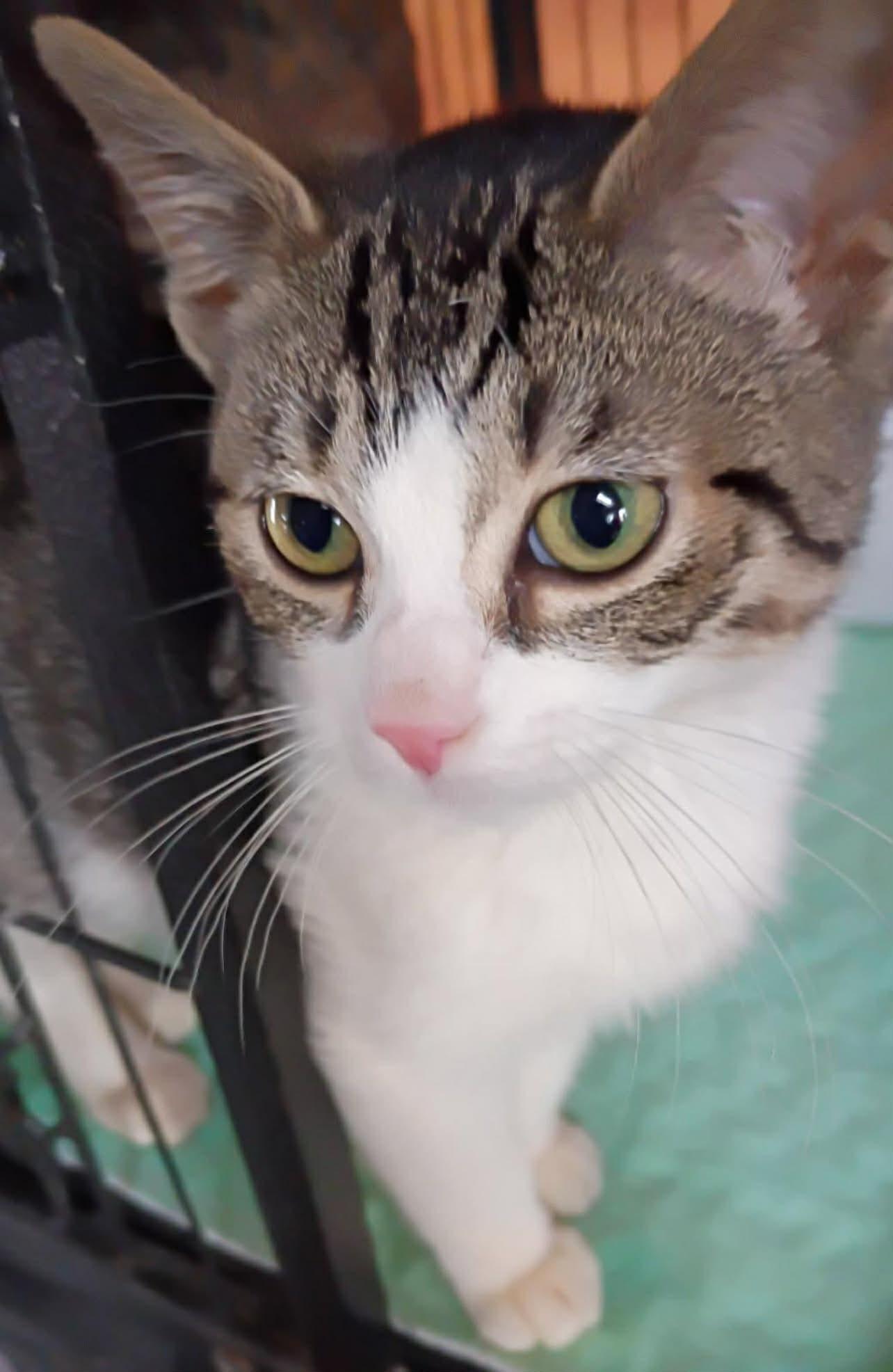 Willis, a ADOPTABLE Domestic Short Hair in Saginaw, MI image 1/3