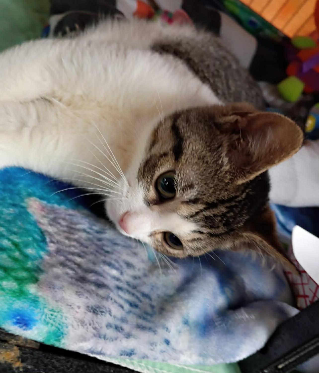 Willis, a ADOPTABLE Domestic Short Hair in Saginaw, MI image 2/3