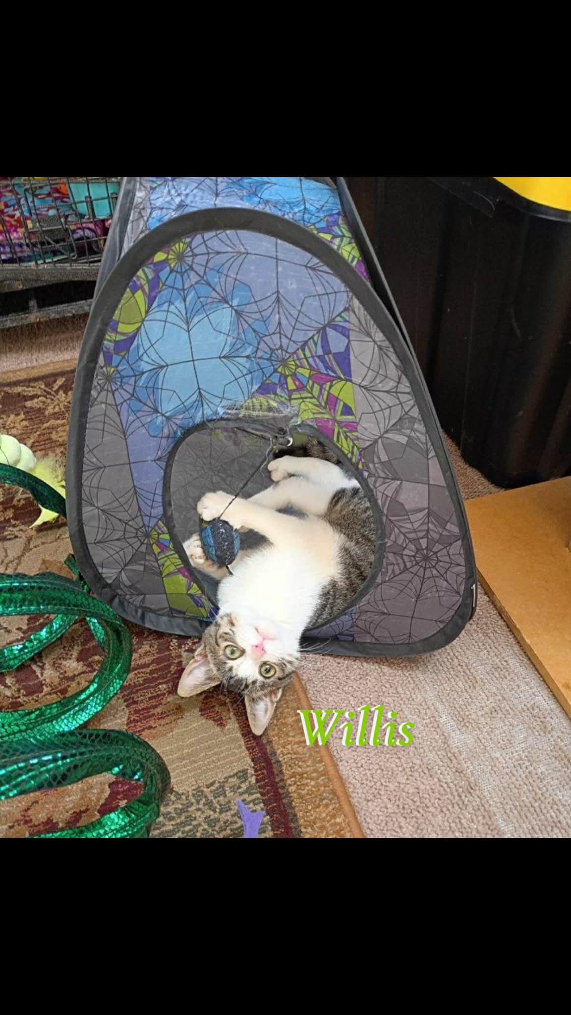Willis, a ADOPTABLE Domestic Short Hair in Saginaw, MI image 3/3