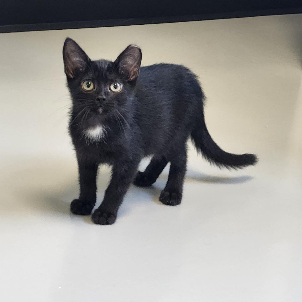 Harrison, Adoptable, Kitten Male Domestic Short Hair.