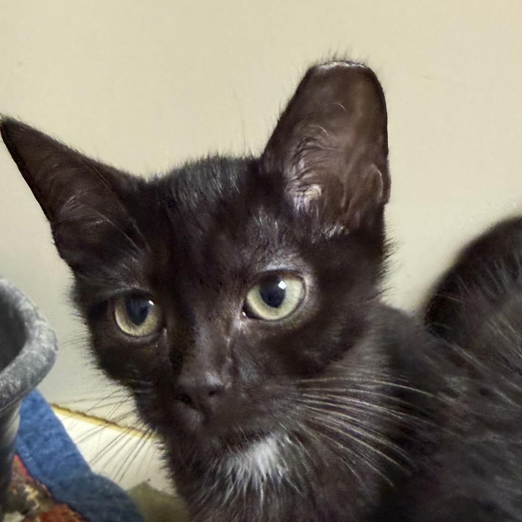 Enlarge Harrison, a Adoptable Domestic Short Hair in Ponca City, OK image 2/2