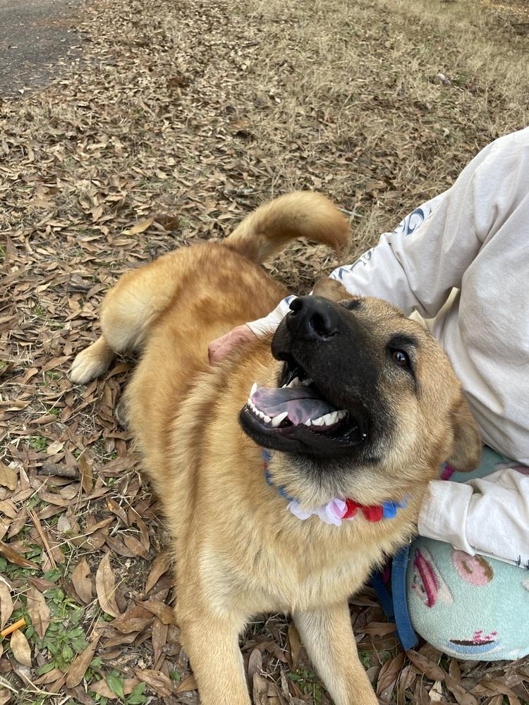 Enlarge Muzzley, a Adopted mixed breed in Silsbee, TX image 2/4