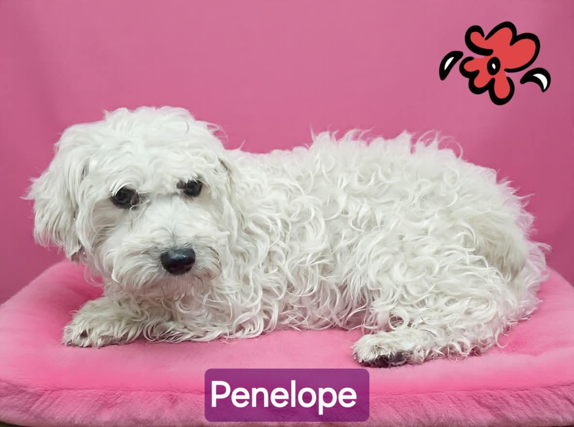 Enlarge Penelope, a Adoptable mixed breed in Wheelersburg, OH image 1/1