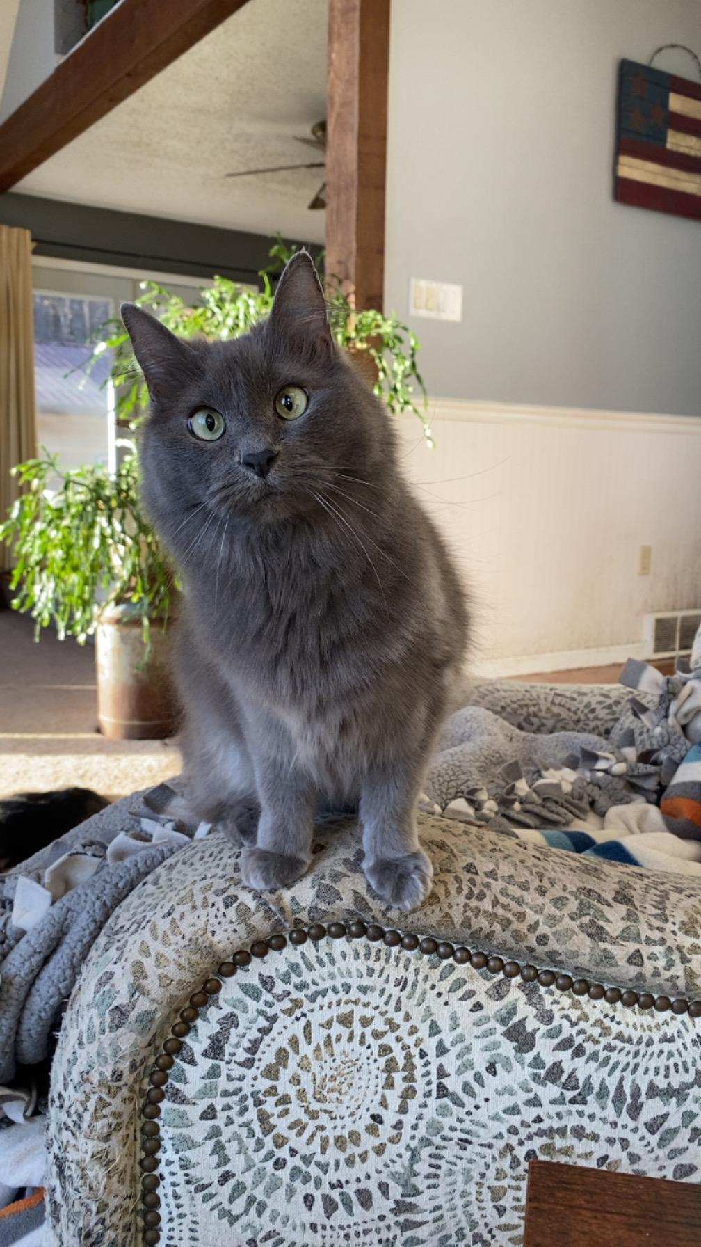 Bubbles 2- Cross Post, Adoptable, Adult Female Domestic Long Hair.