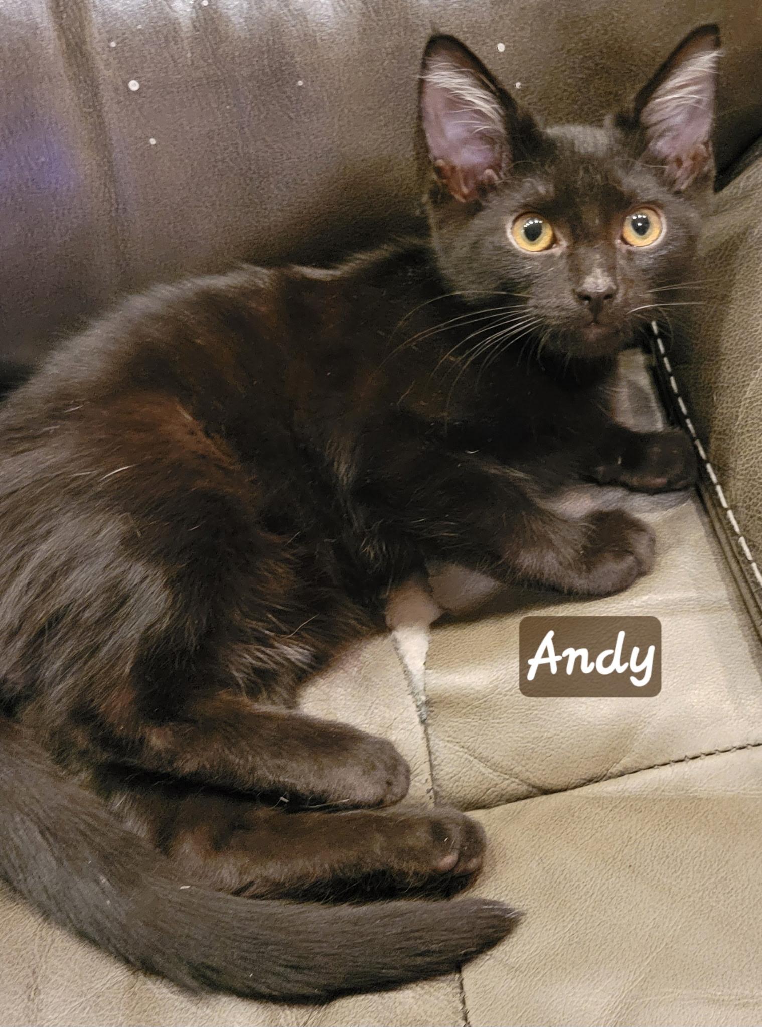 Andy, a ADOPTABLE Domestic Short Hair in Indianapolis, IN image 1/2
