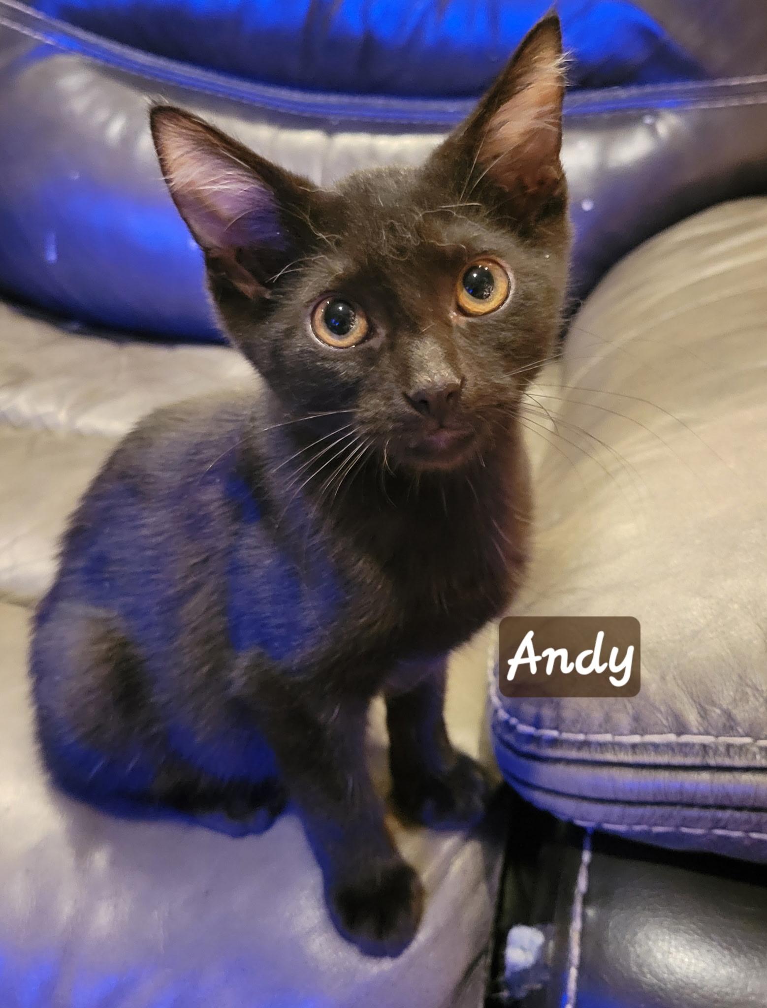Andy, a ADOPTABLE Domestic Short Hair in Indianapolis, IN image 2/2