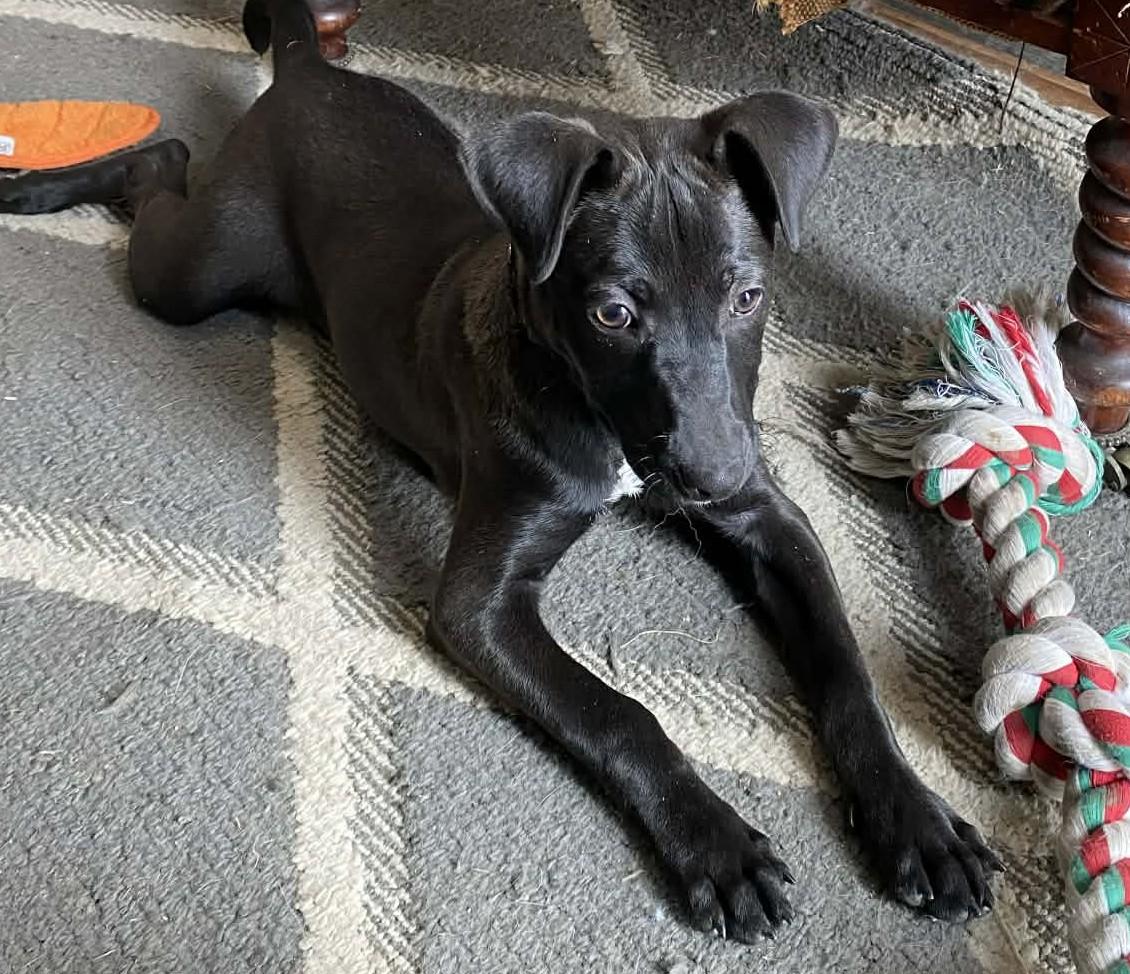 Holly, ADOPTABLE, Puppy Female Labrador Retriever.