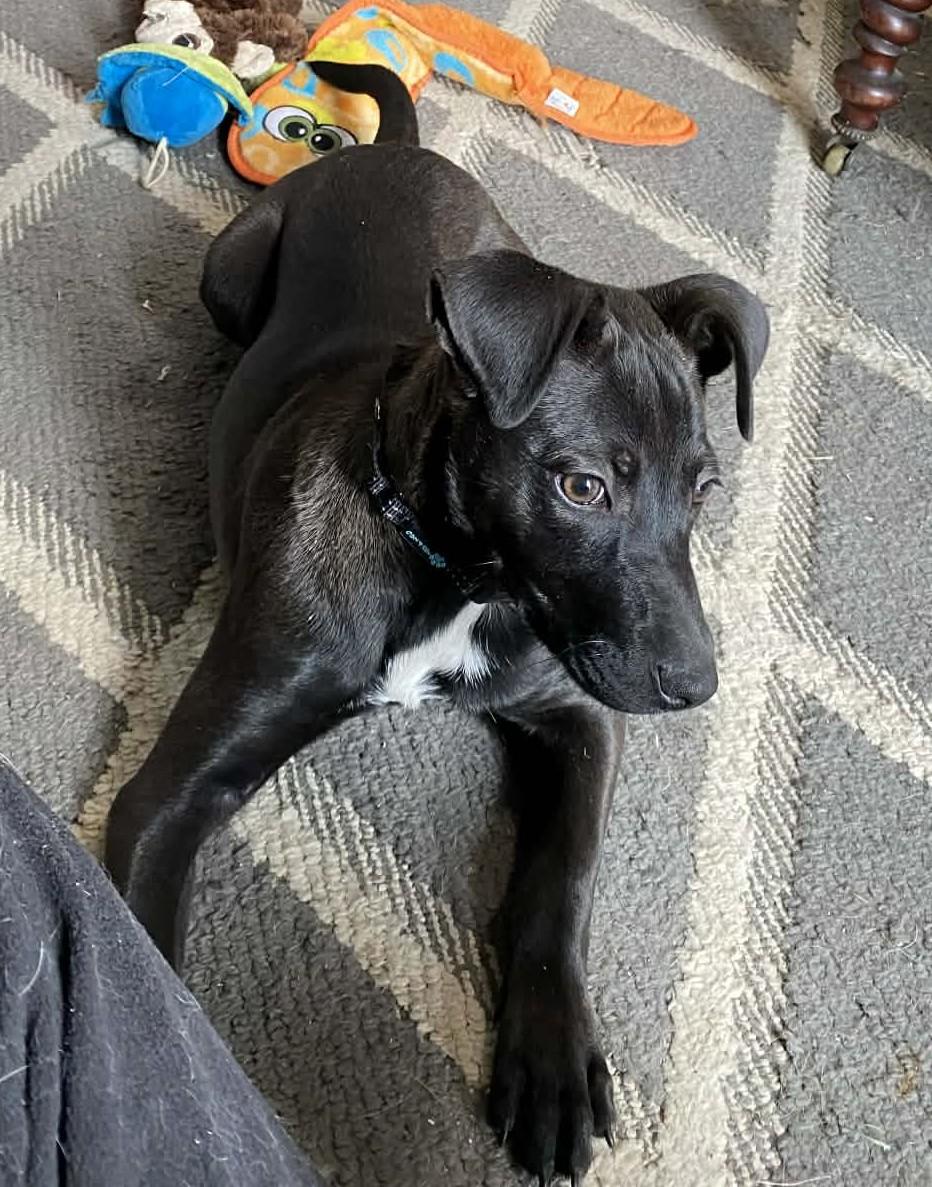 Enlarge Holly, a ADOPTABLE mixed breed in Pittsfield, MA image 2/3