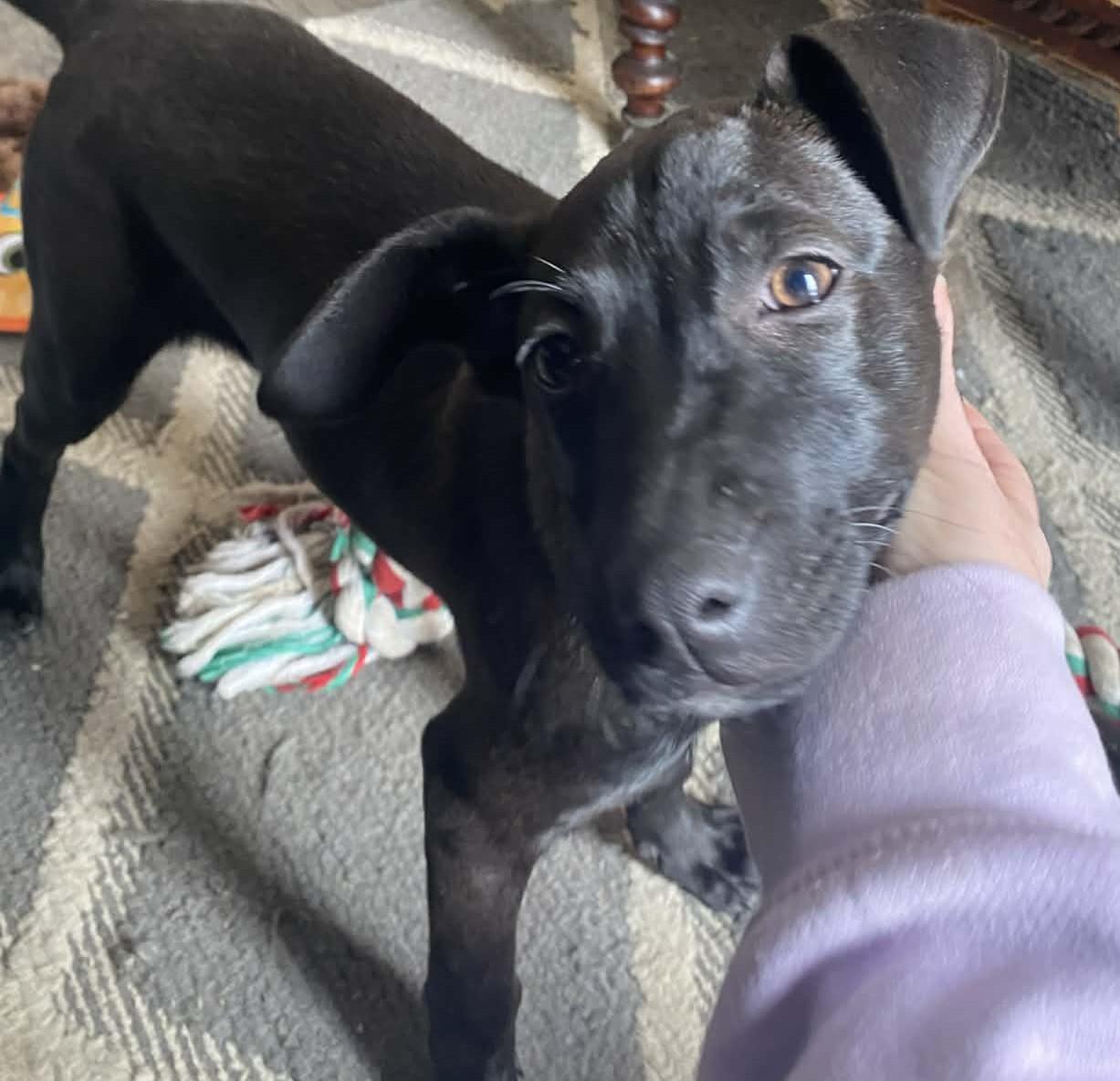 Enlarge Holly, a ADOPTABLE mixed breed in Pittsfield, MA image 3/3