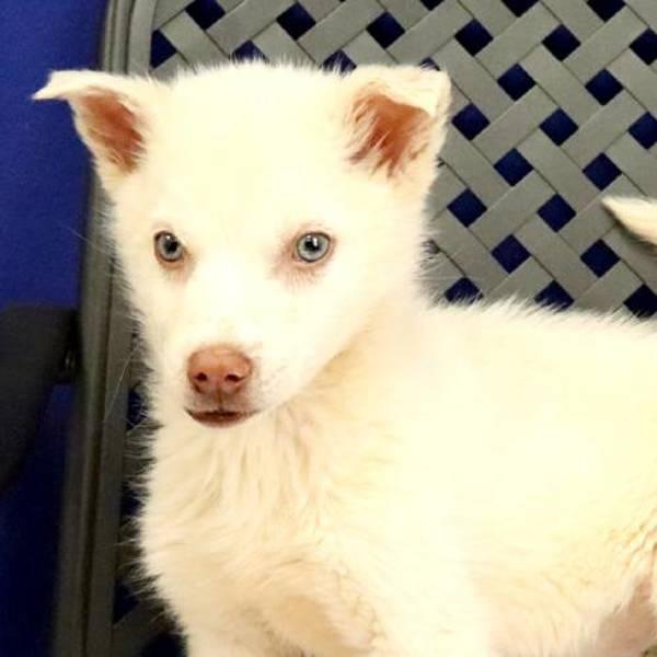 Greely, Adoptable, Puppy Female German Shepherd Dog.