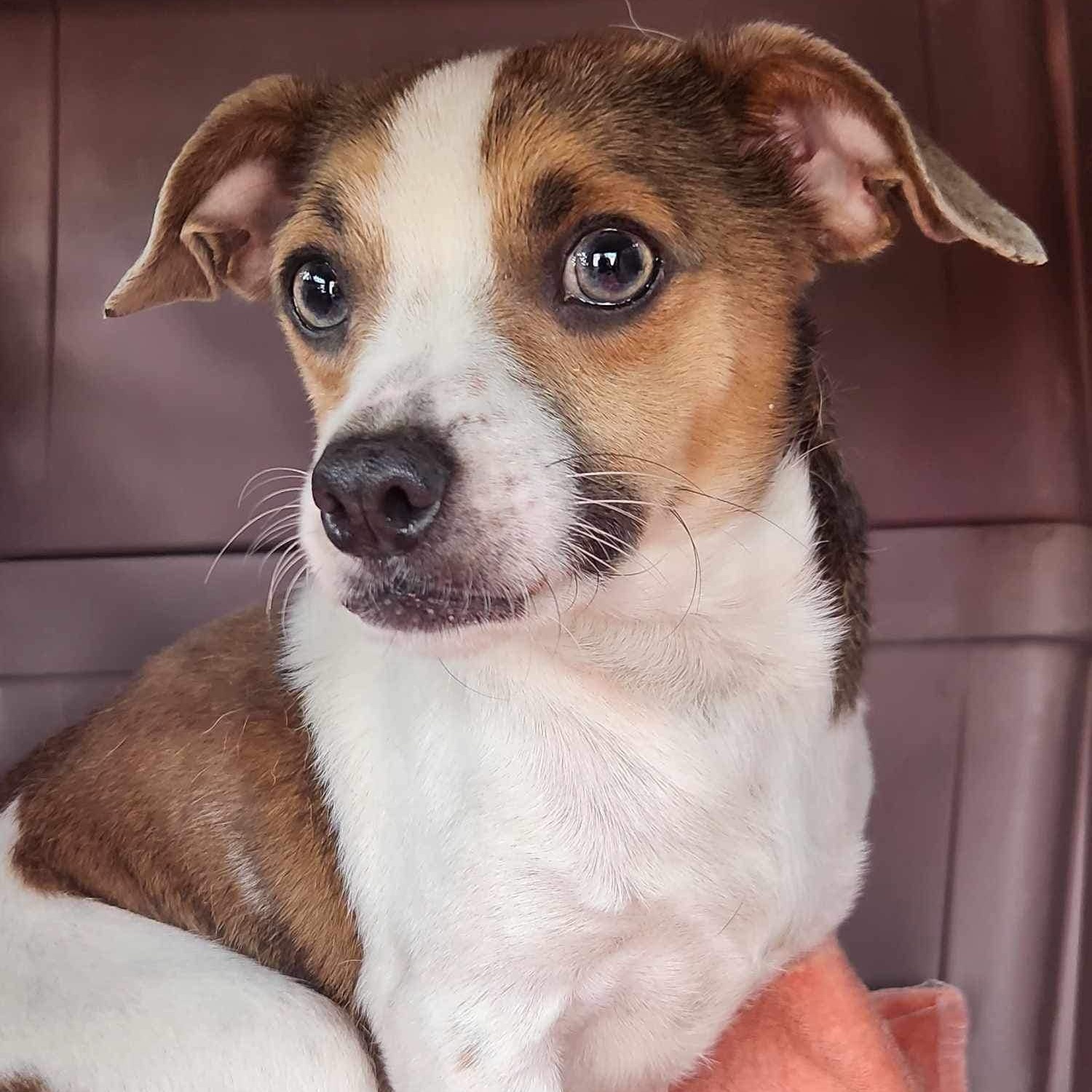 Dog for adoption Melon, a Chihuahua in Ankeny, IA Petfinder