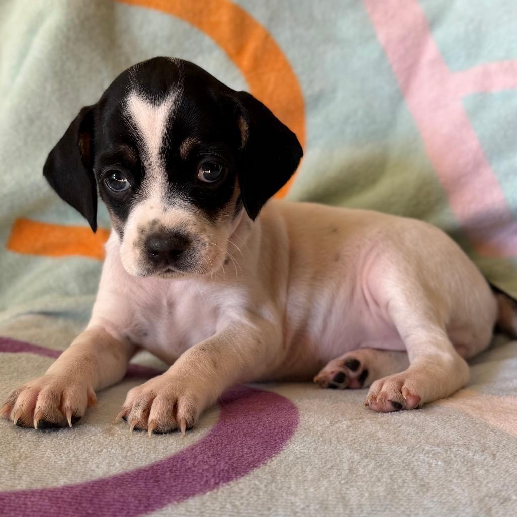 Cupcake, Adoptable, Puppy Female Beagle.