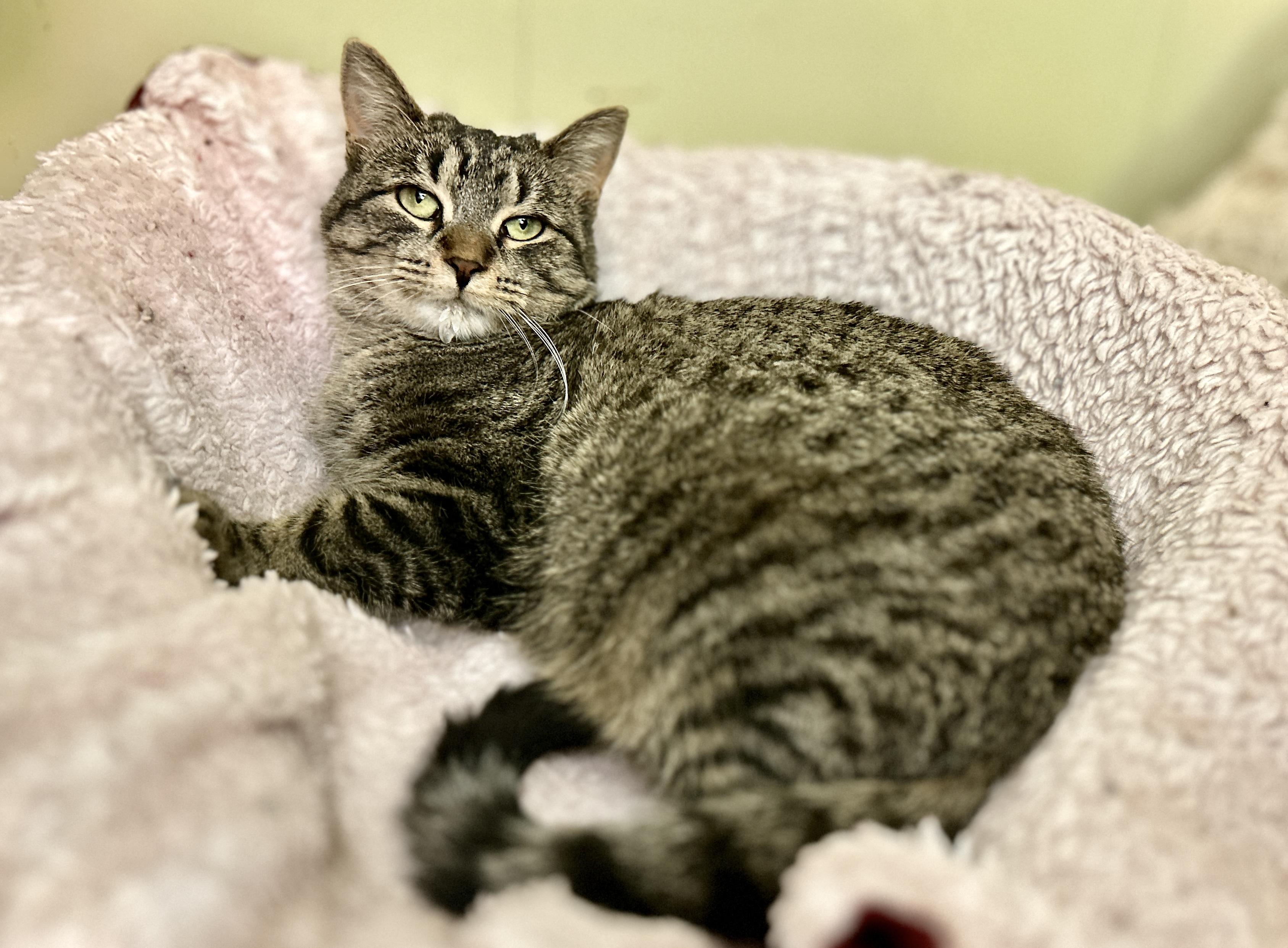 Enlarge Barni, a ADOPTABLE Domestic Short Hair in Guelph, ON image 2/5