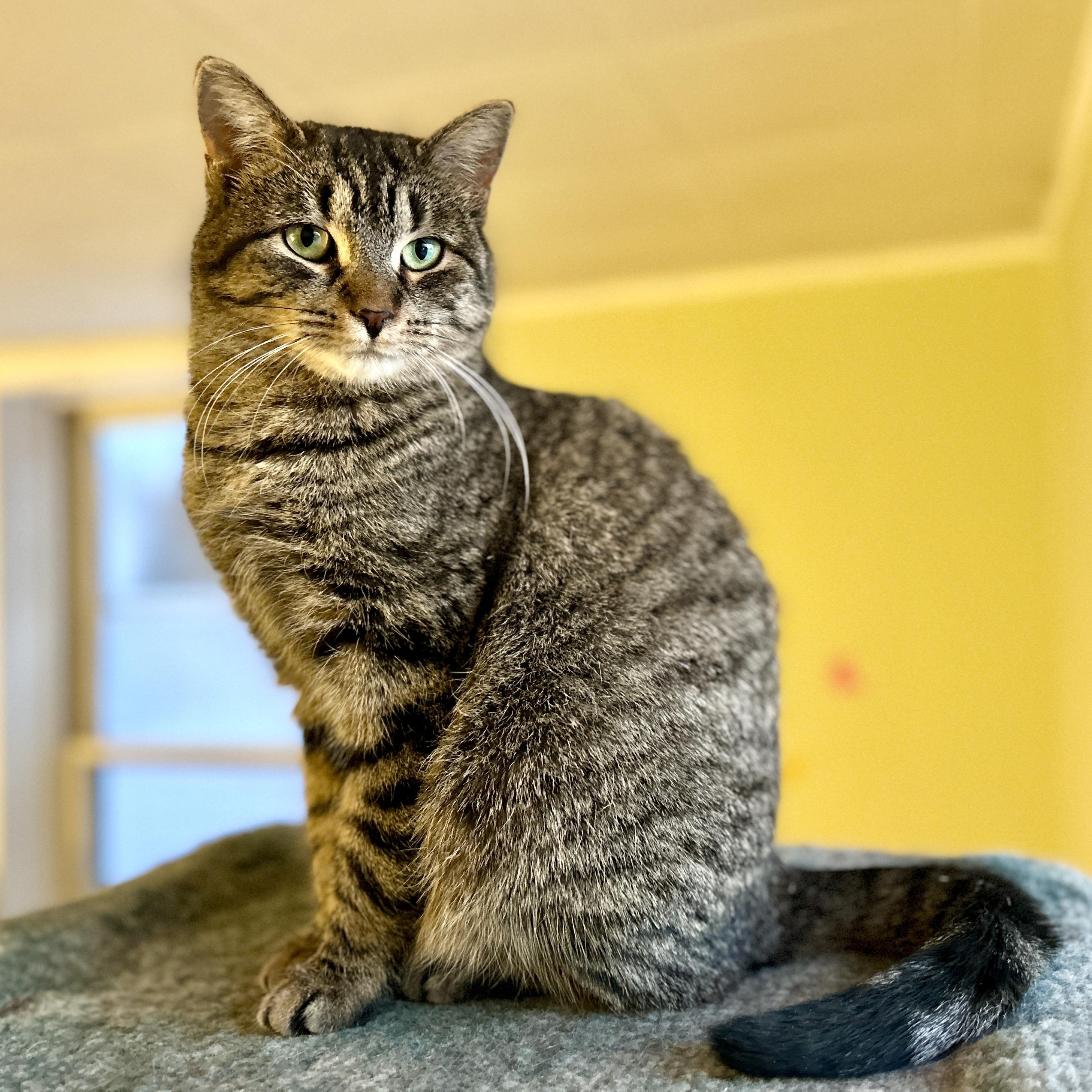 Enlarge Barni, a ADOPTABLE Domestic Short Hair in Guelph, ON image 1/5