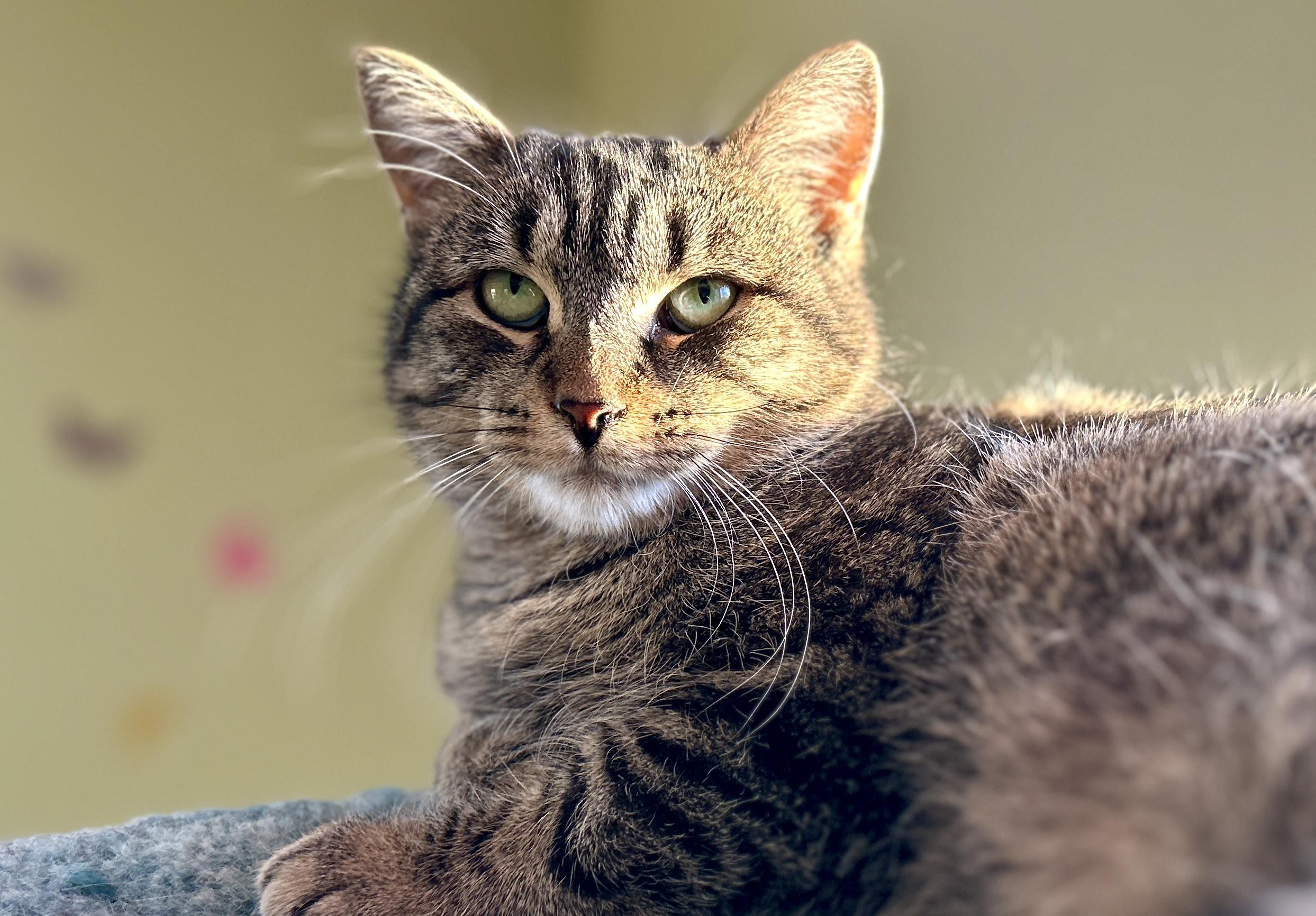 Enlarge Barni, a ADOPTABLE Domestic Short Hair in Guelph, ON image 5/5
