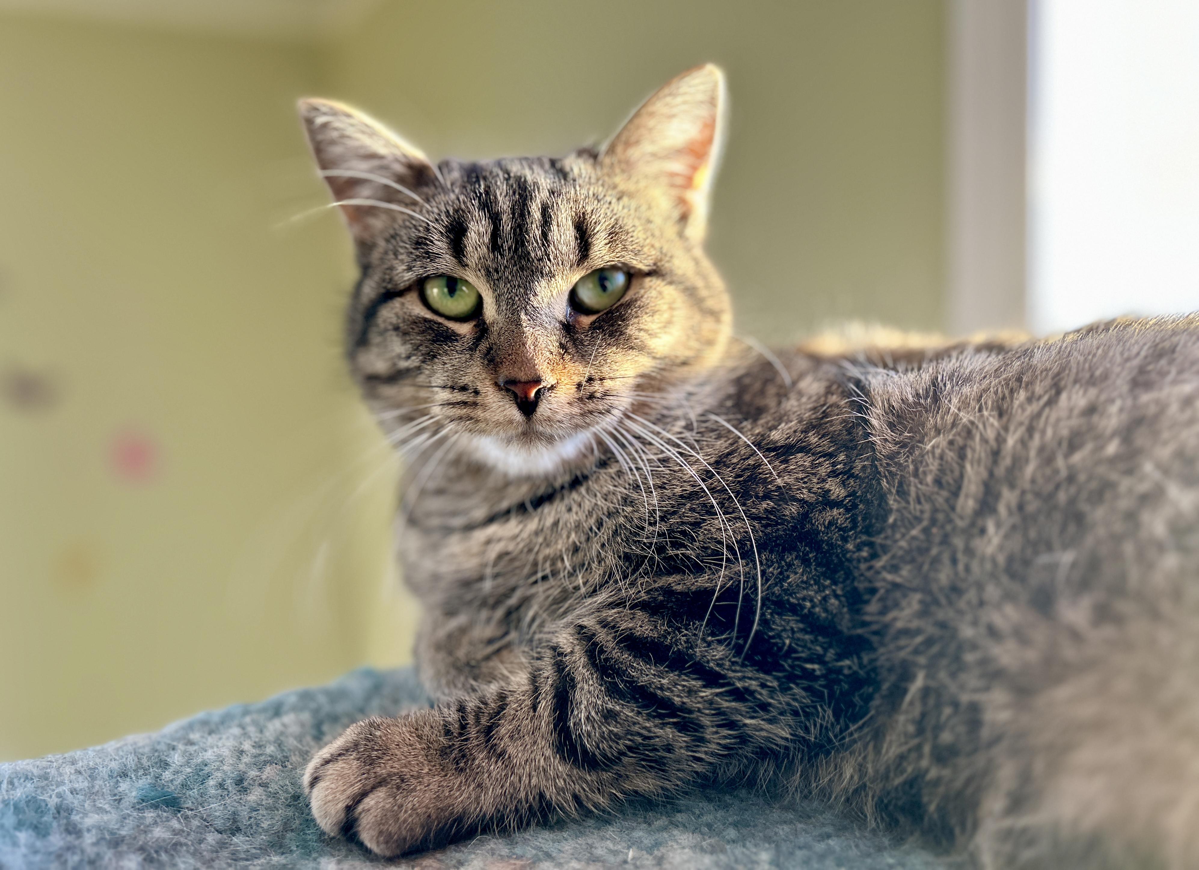 Enlarge Barni, a ADOPTABLE Domestic Short Hair in Guelph, ON image 3/5