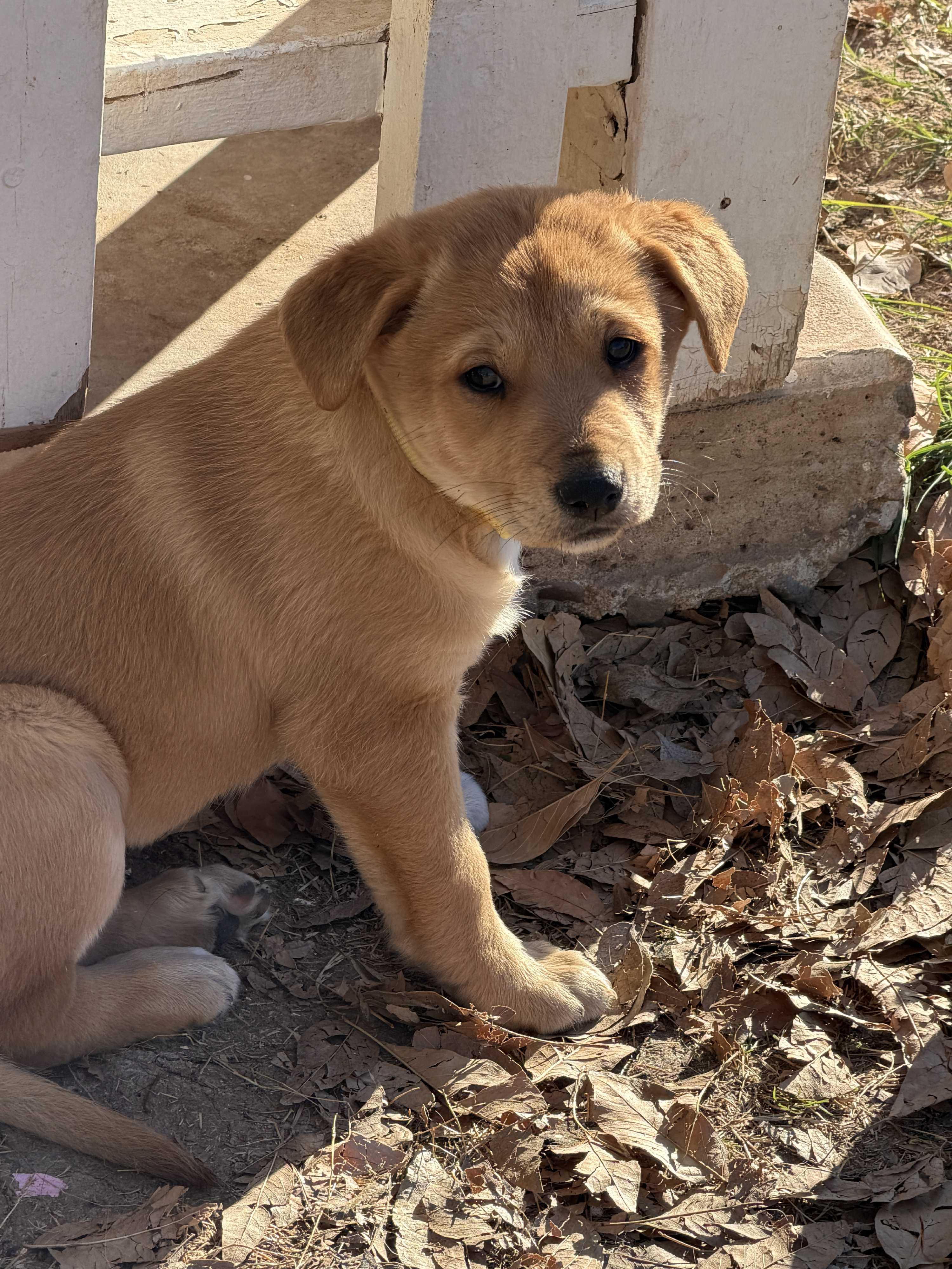 Enlarge Shae, a Adoptable mixed breed in Gilbert, AZ image 2/4