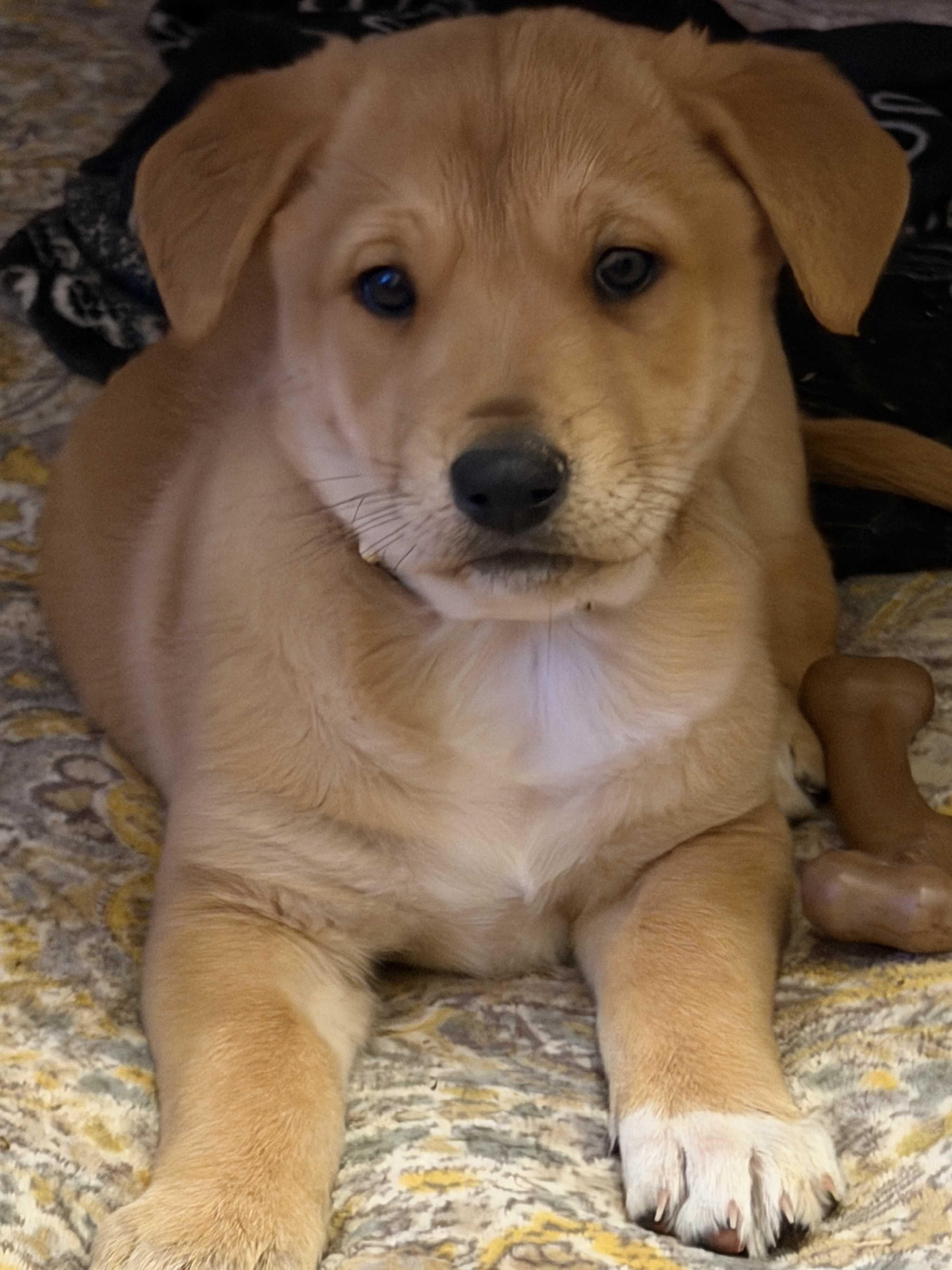 Enlarge Shae, a Adoptable mixed breed in Gilbert, AZ image 3/4