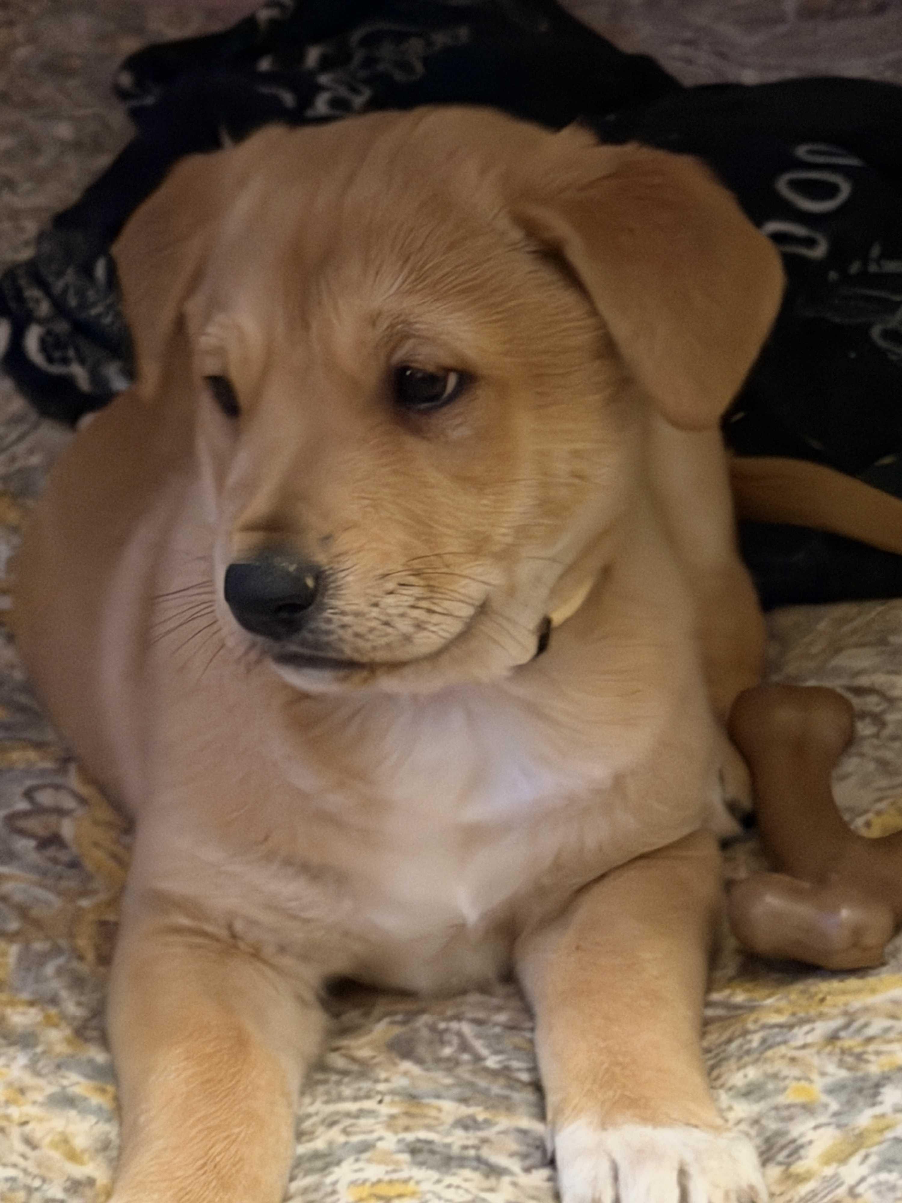 Shae, Adoptable, Puppy Female Yellow Labrador Retriever & Shepherd.