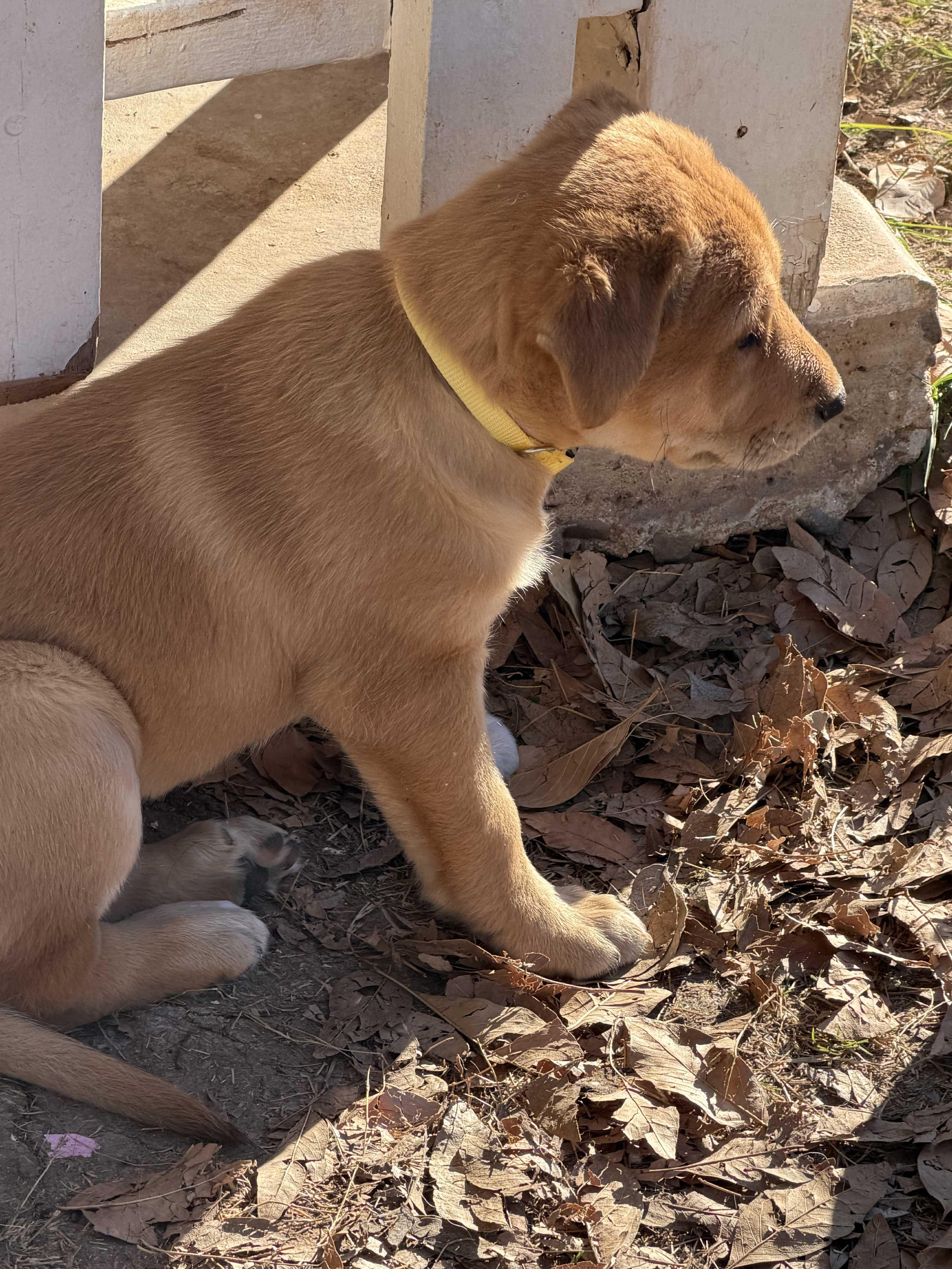 Enlarge Shae, a Adoptable mixed breed in Gilbert, AZ image 4/4