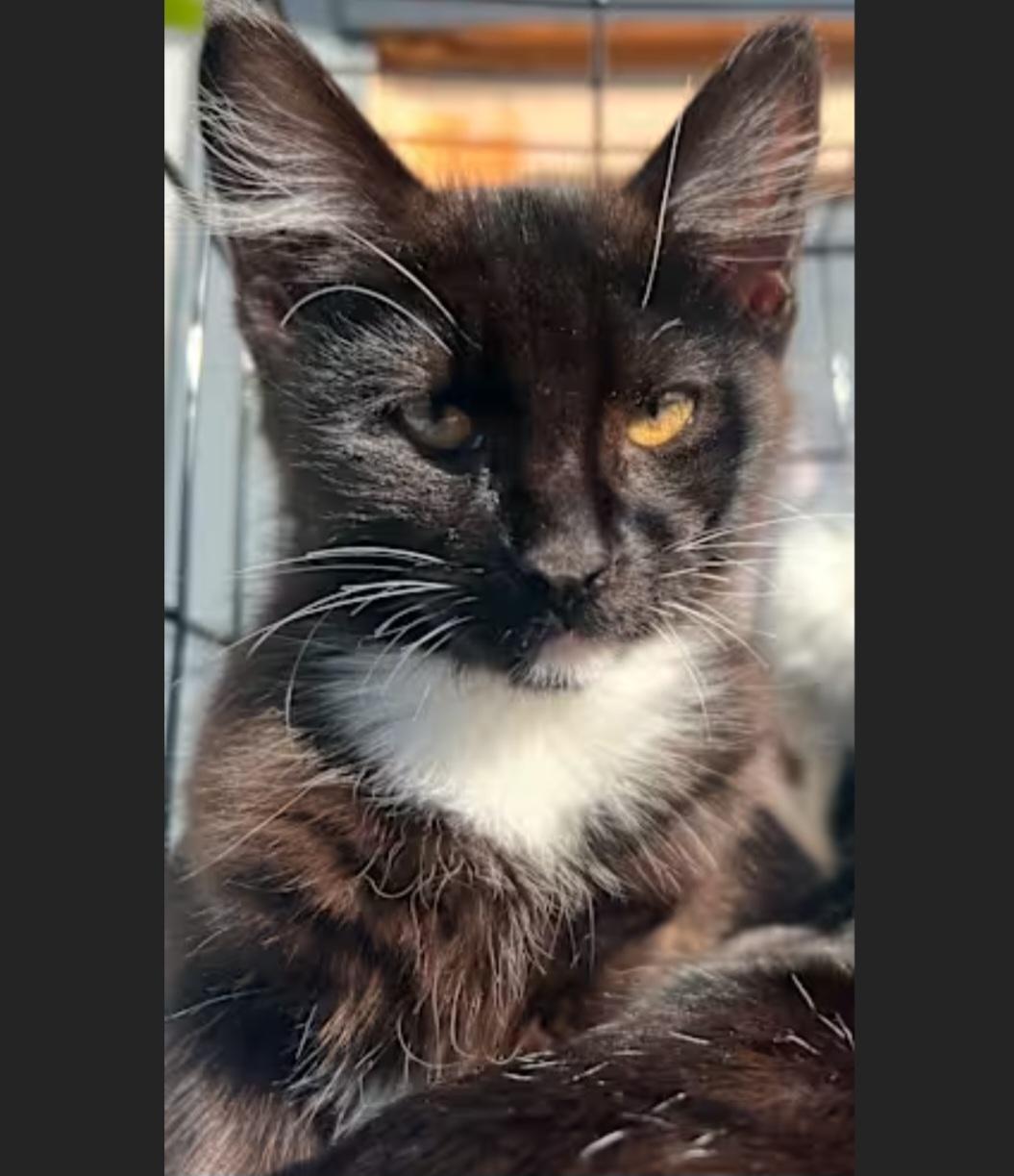 Enlarge Meow WoW, a ADOPTABLE mixed breed in Hawthorne, CA image 2/3