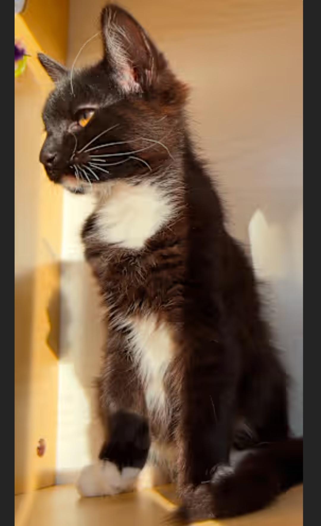 Meow WoW, ADOPTABLE, Kitten Male Tuxedo & Domestic Long Hair.