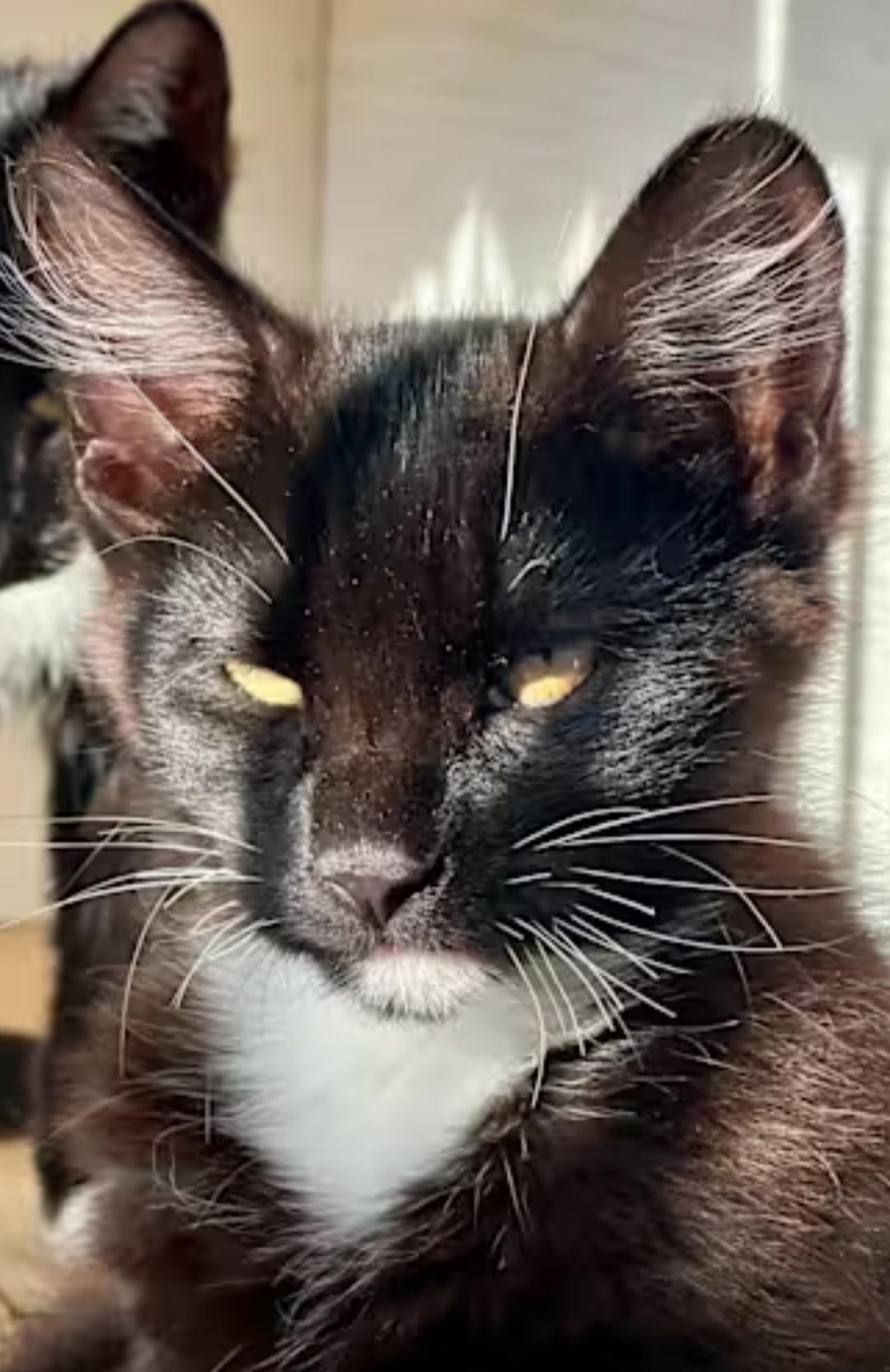 Enlarge Meow WoW, a ADOPTABLE mixed breed in Hawthorne, CA image 3/3