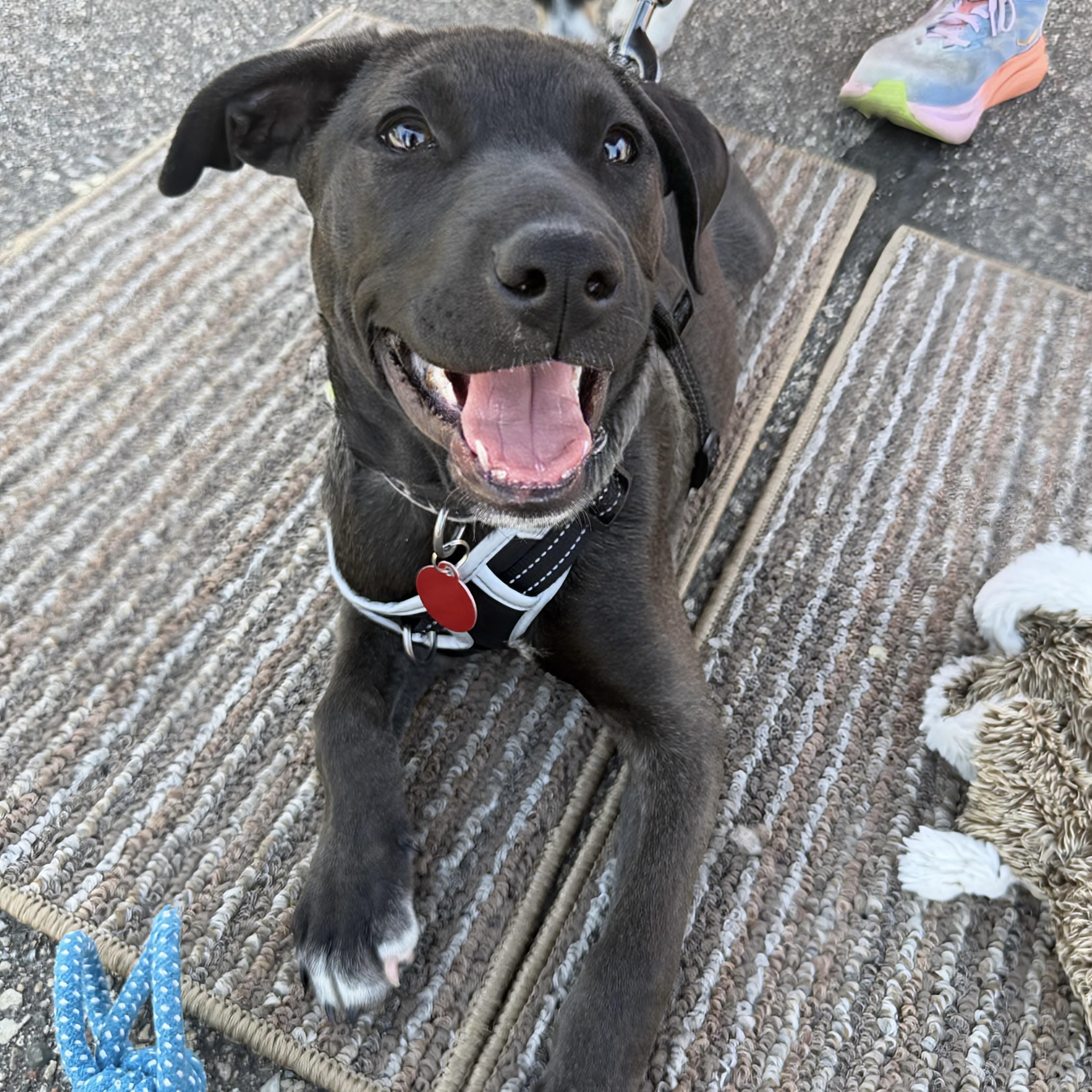 Cosmos, adopted, Puppy Male Retriever & Mixed Breed.