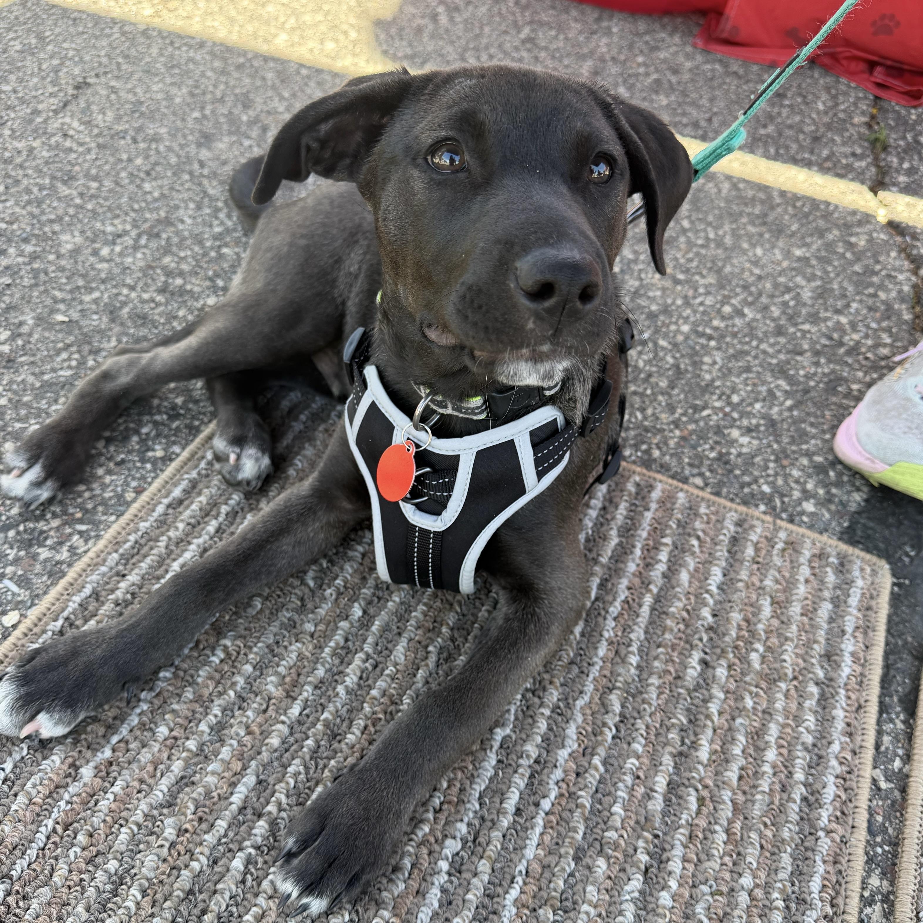 Cosmos, an adopted mixed breed in Prior Lake, MN image 2/5