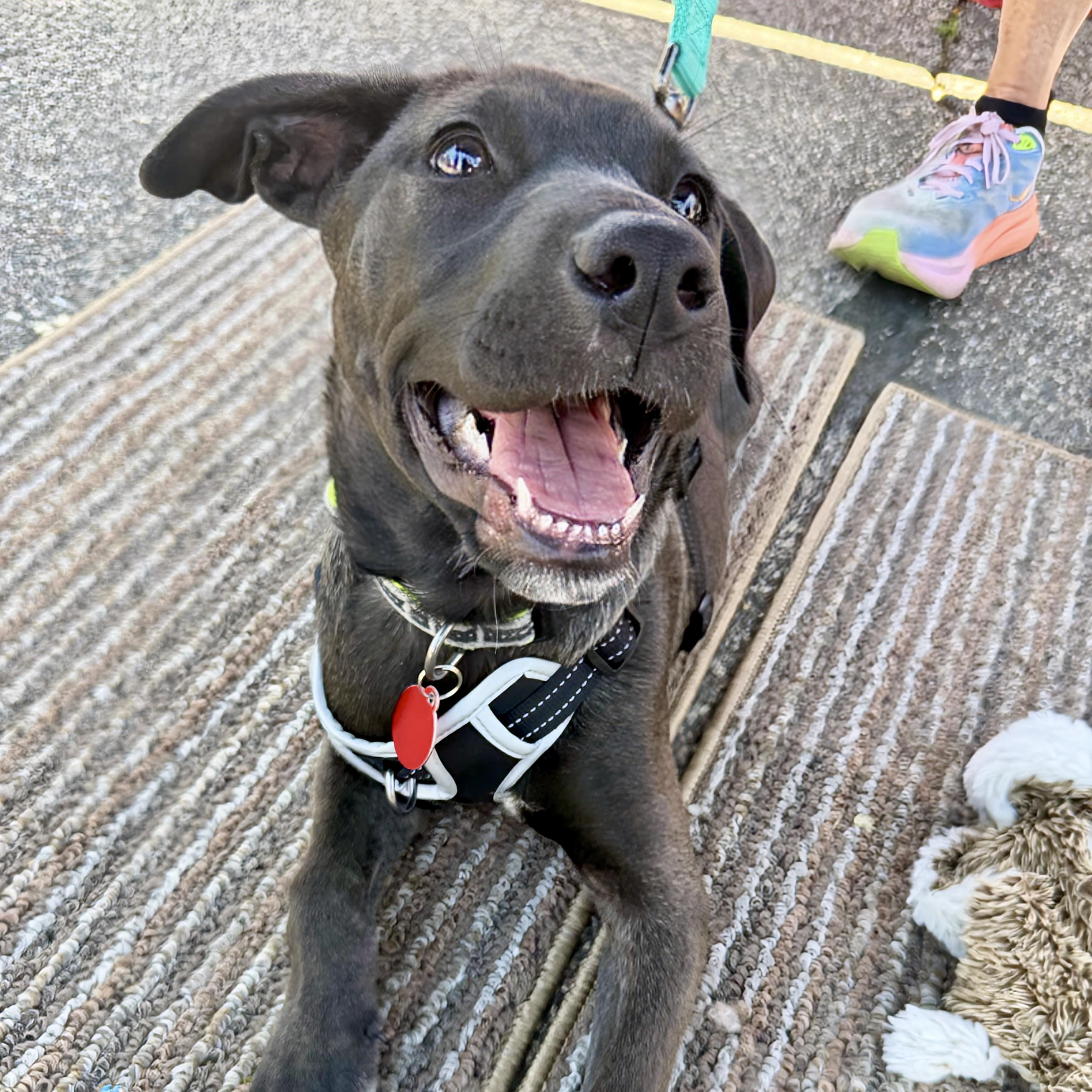 Cosmos, an adopted mixed breed in Prior Lake, MN image 3/5