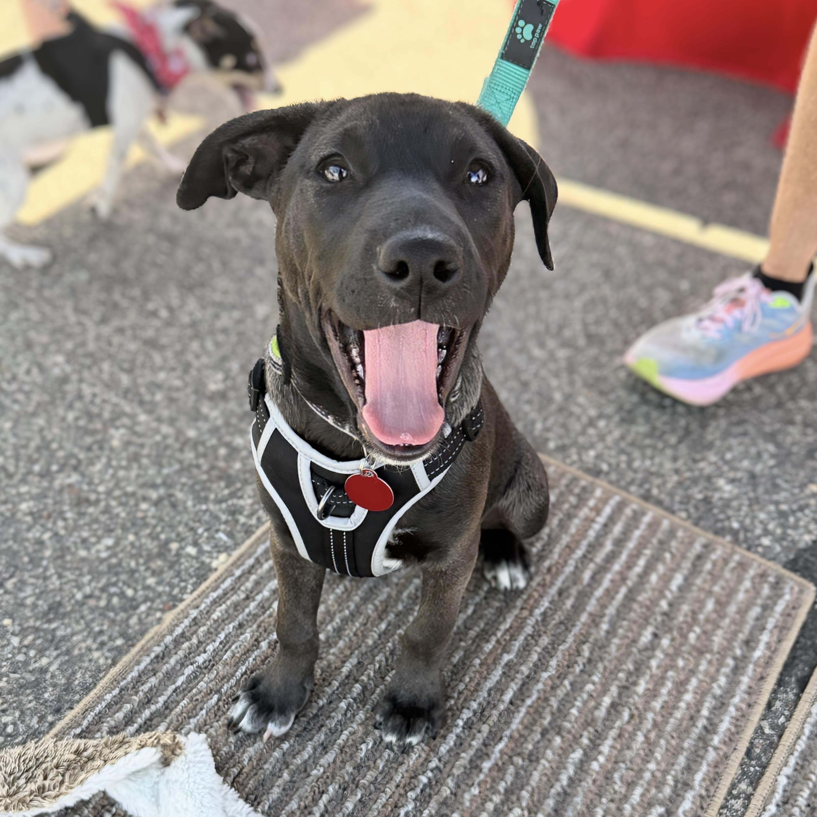 Cosmos, an adopted mixed breed in Prior Lake, MN image 4/5