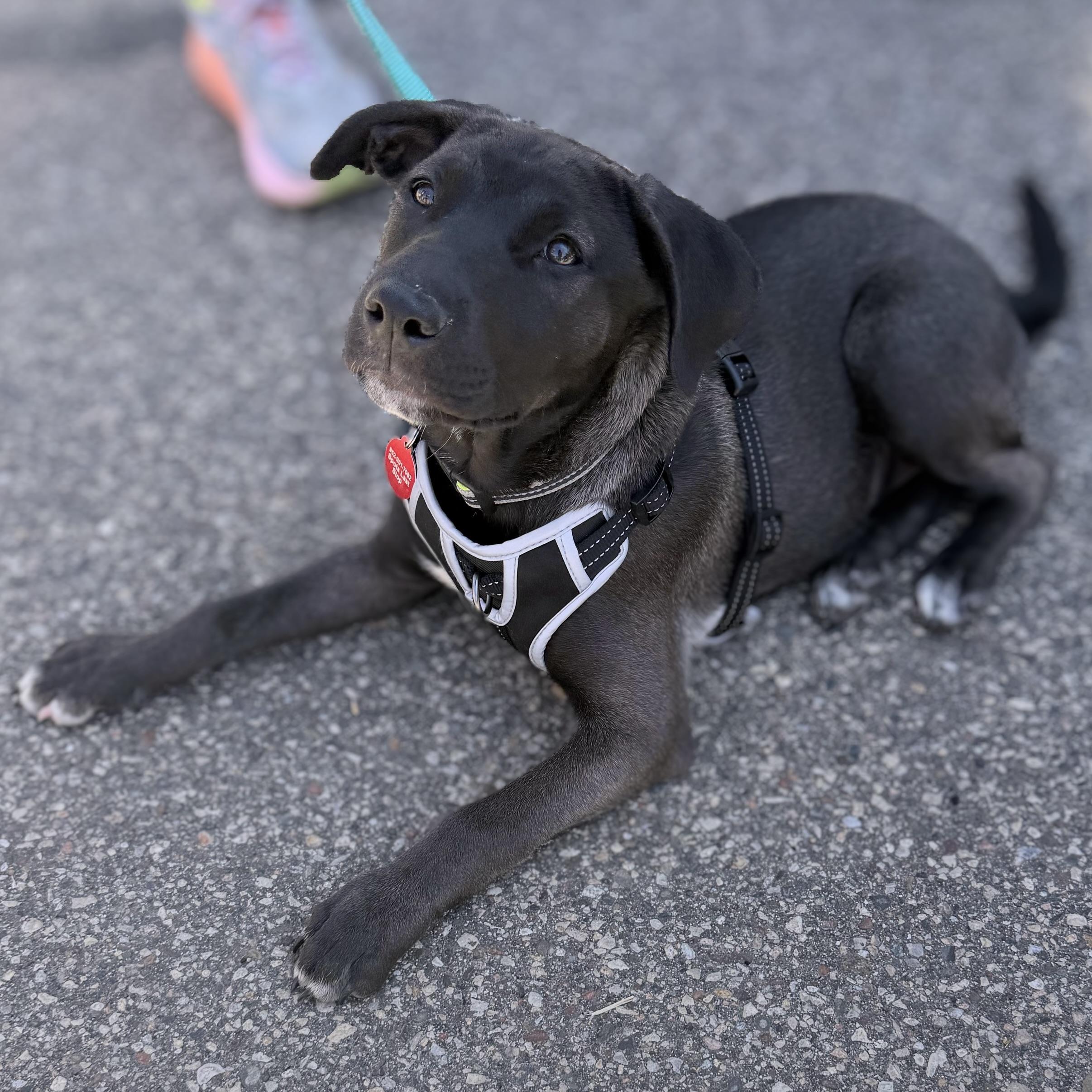 Cosmos, an adopted mixed breed in Prior Lake, MN image 5/5