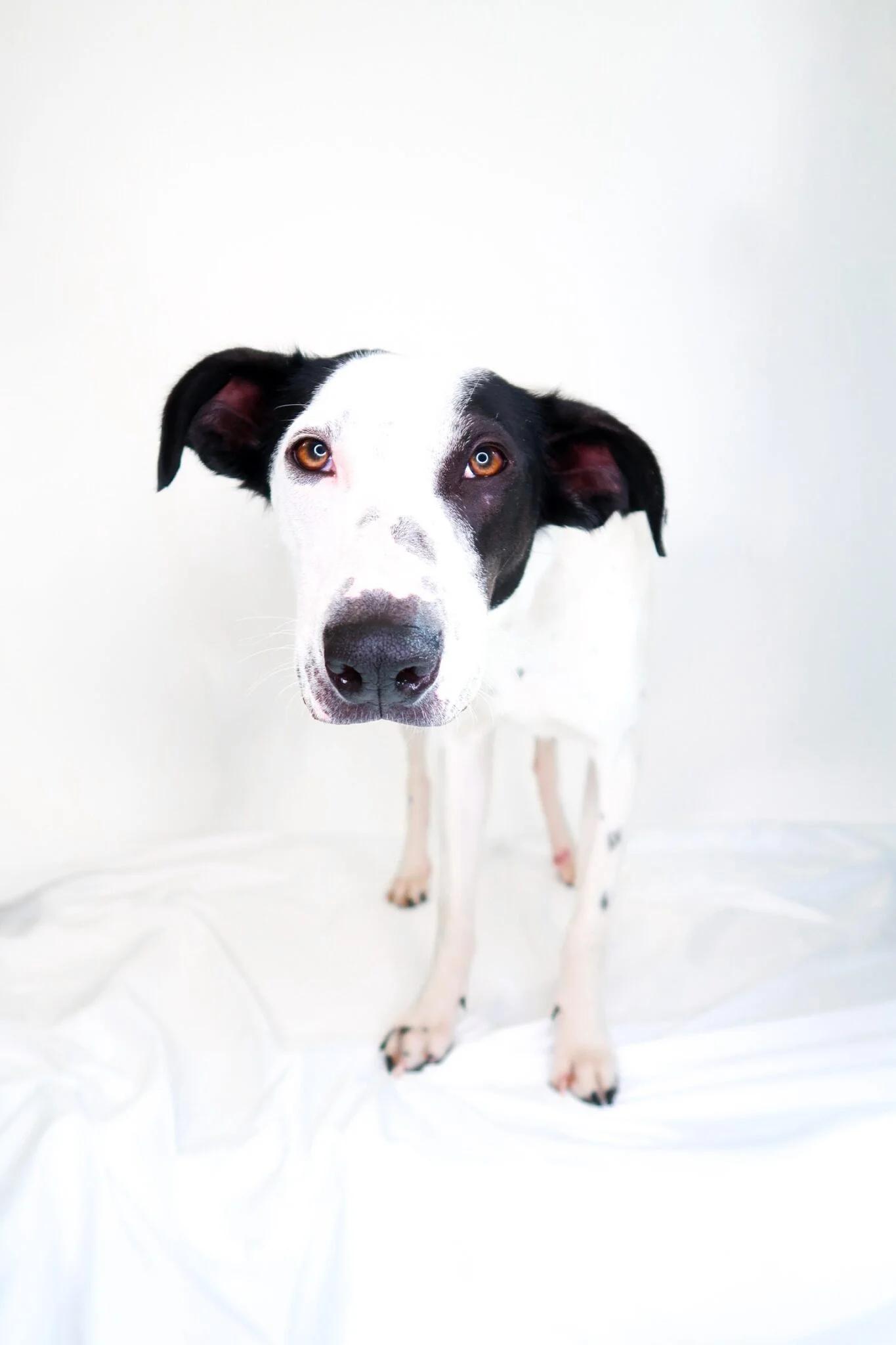 Jonah, a ADOPTABLE mixed breed in Bixby, OK image 1/6